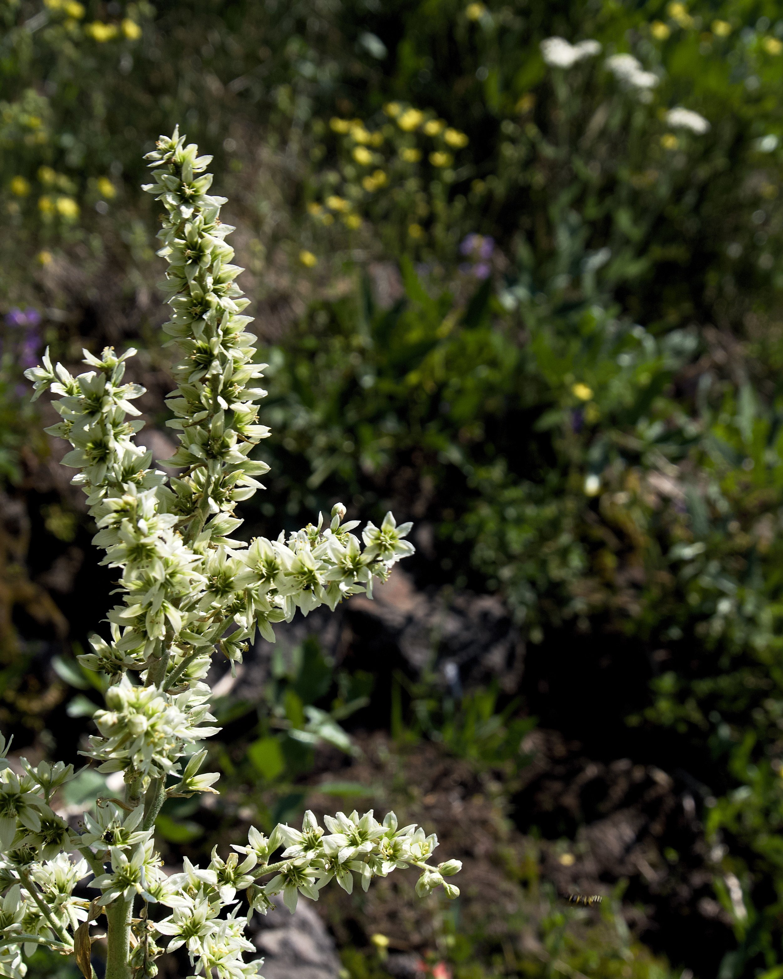 California false hellebore