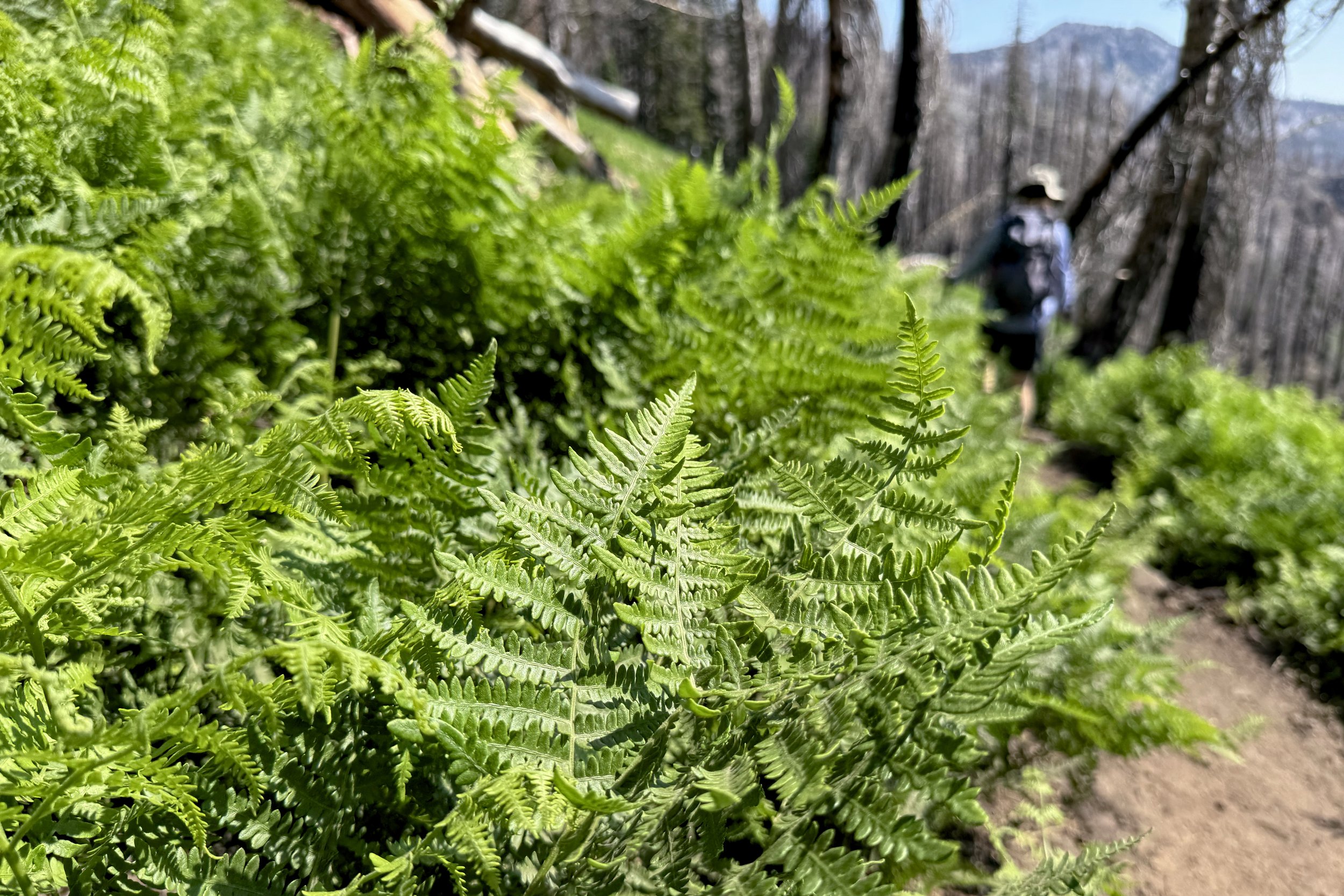 Bracken ferns