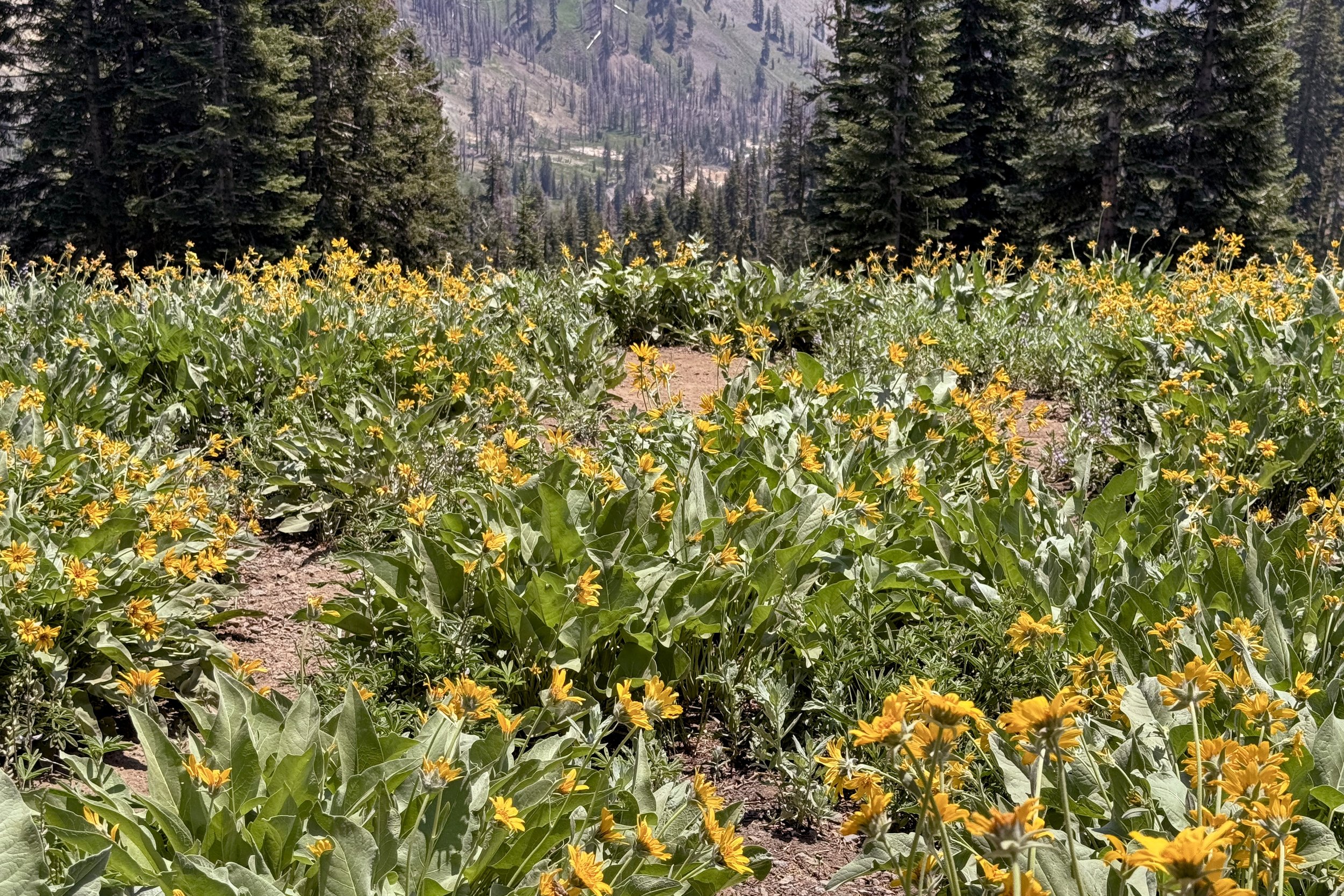 Helianthella