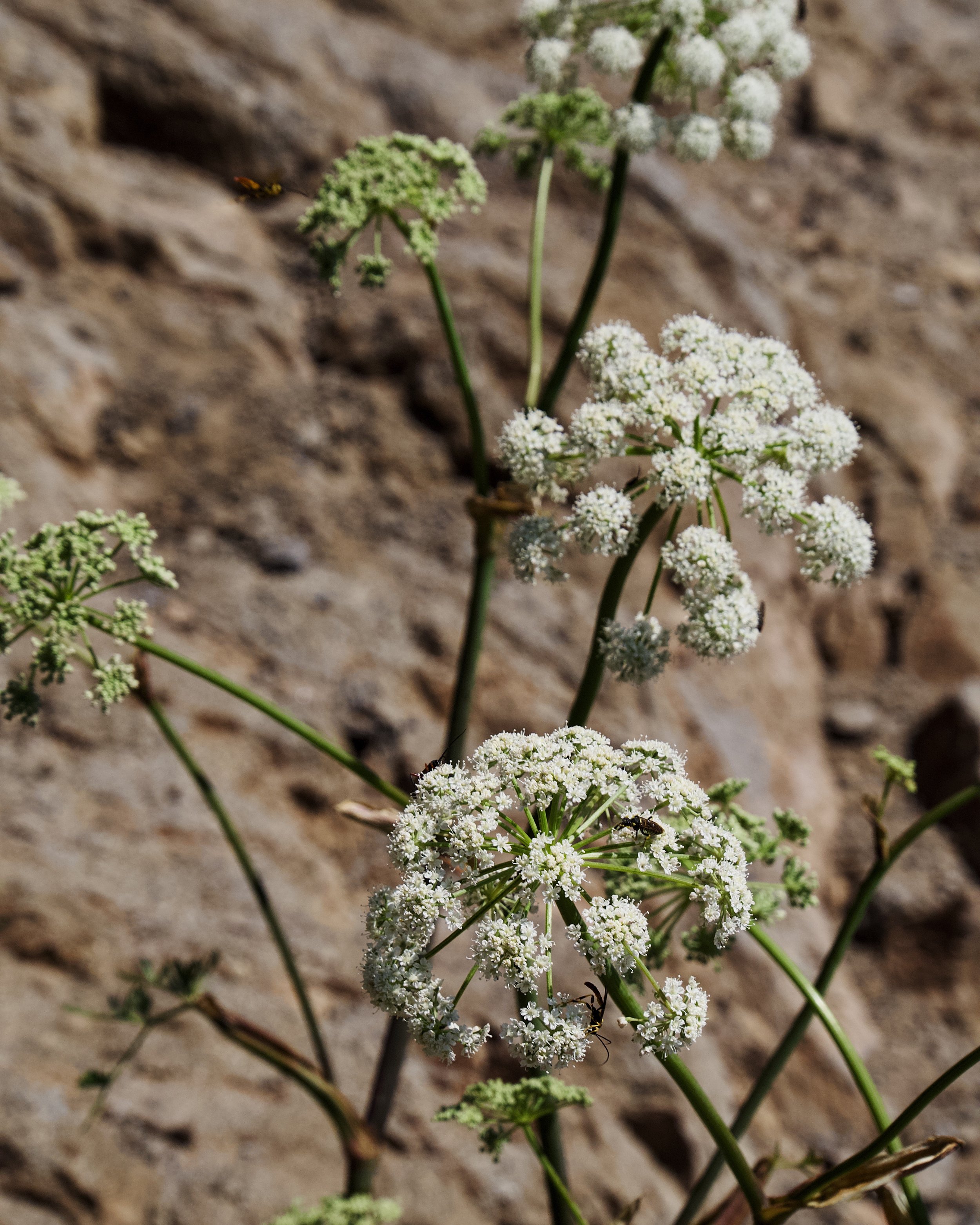 Wild angelica