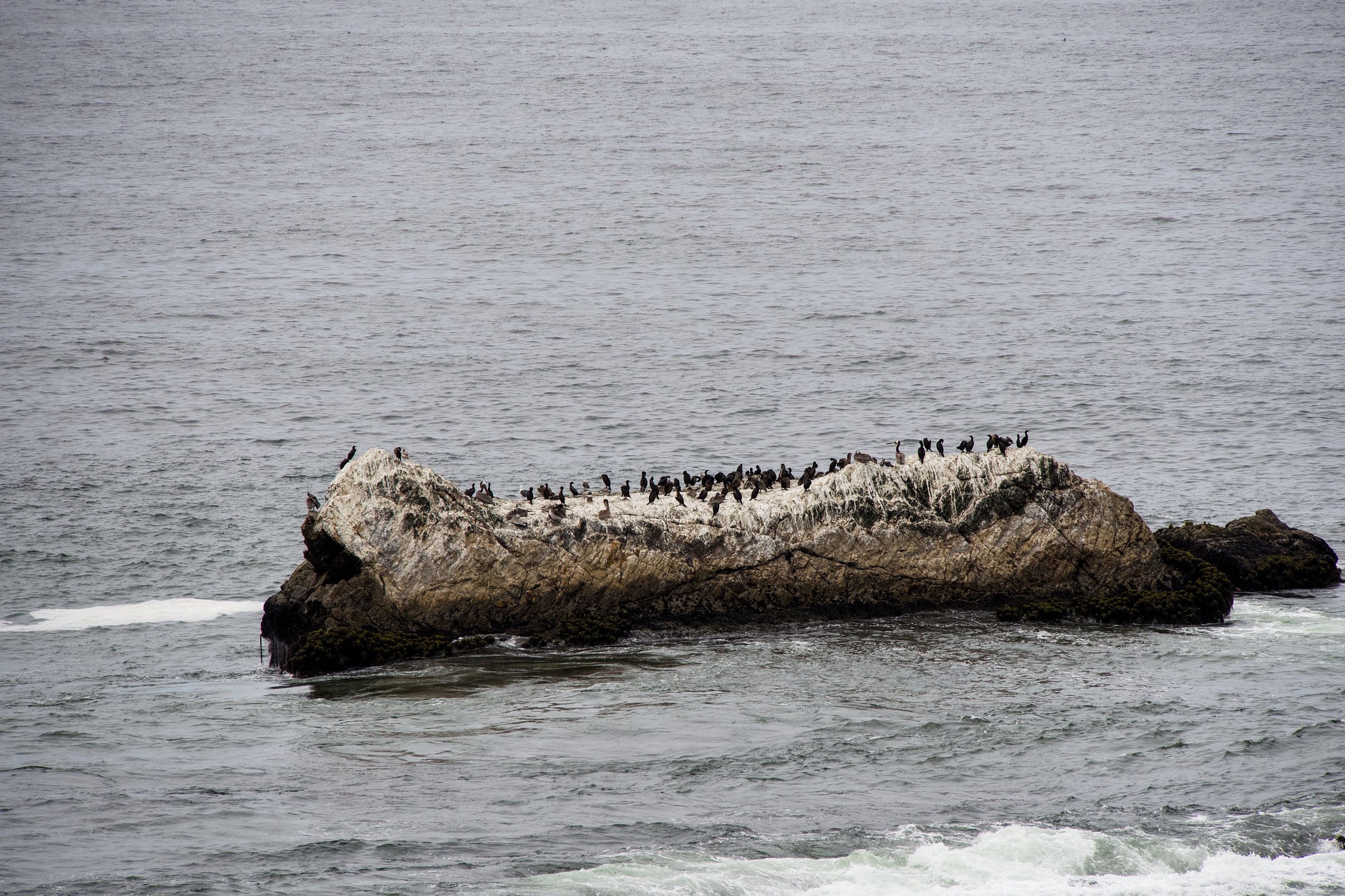 Brown pelicans, cormorants