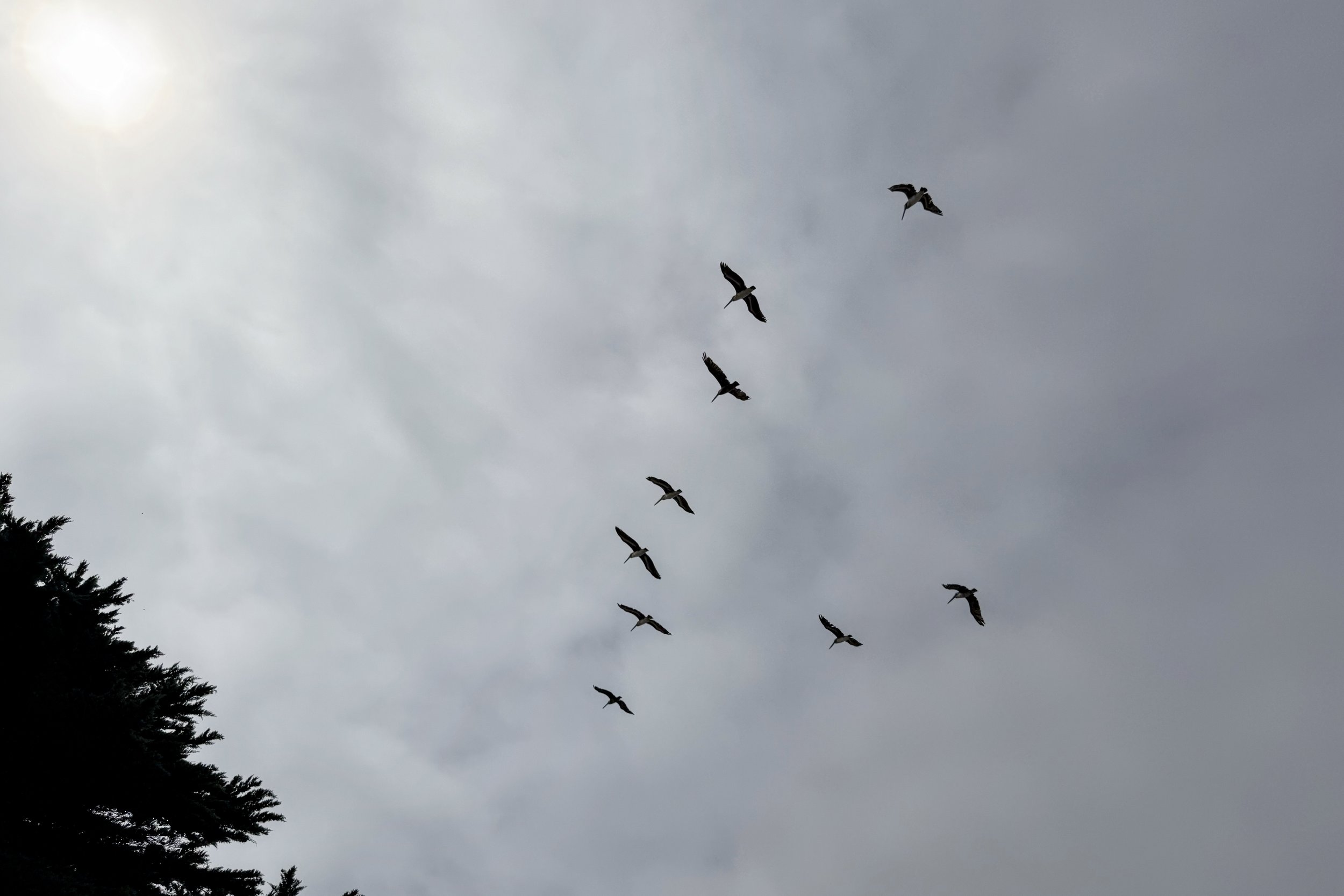 Brown pelicans