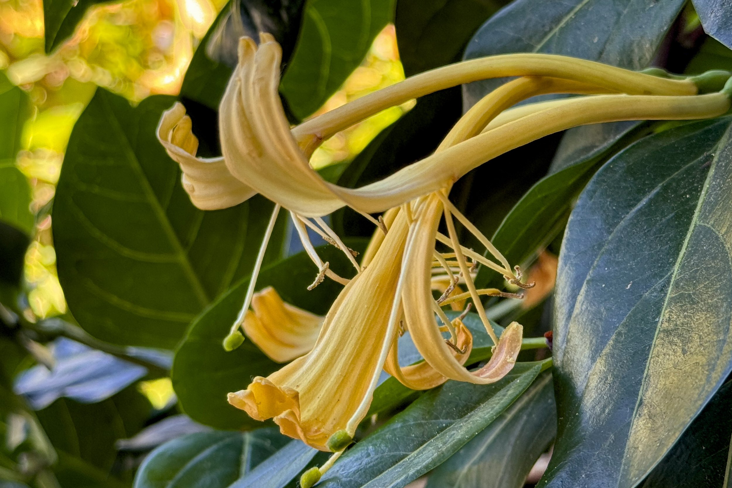Japanese Honeysuckle