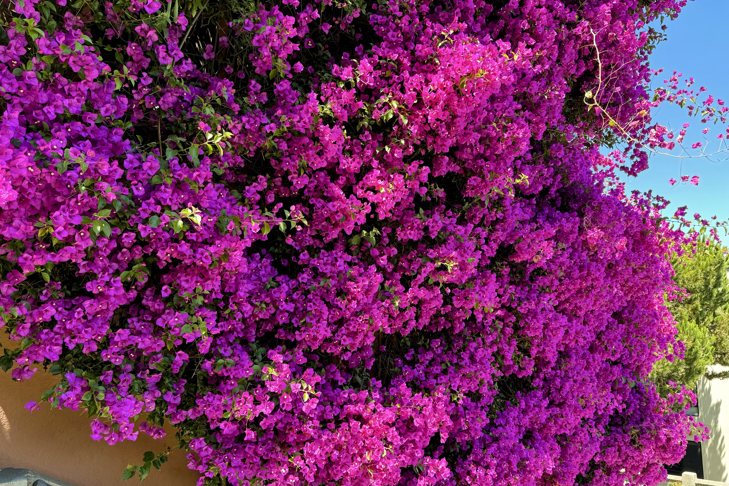 Bougainvillea