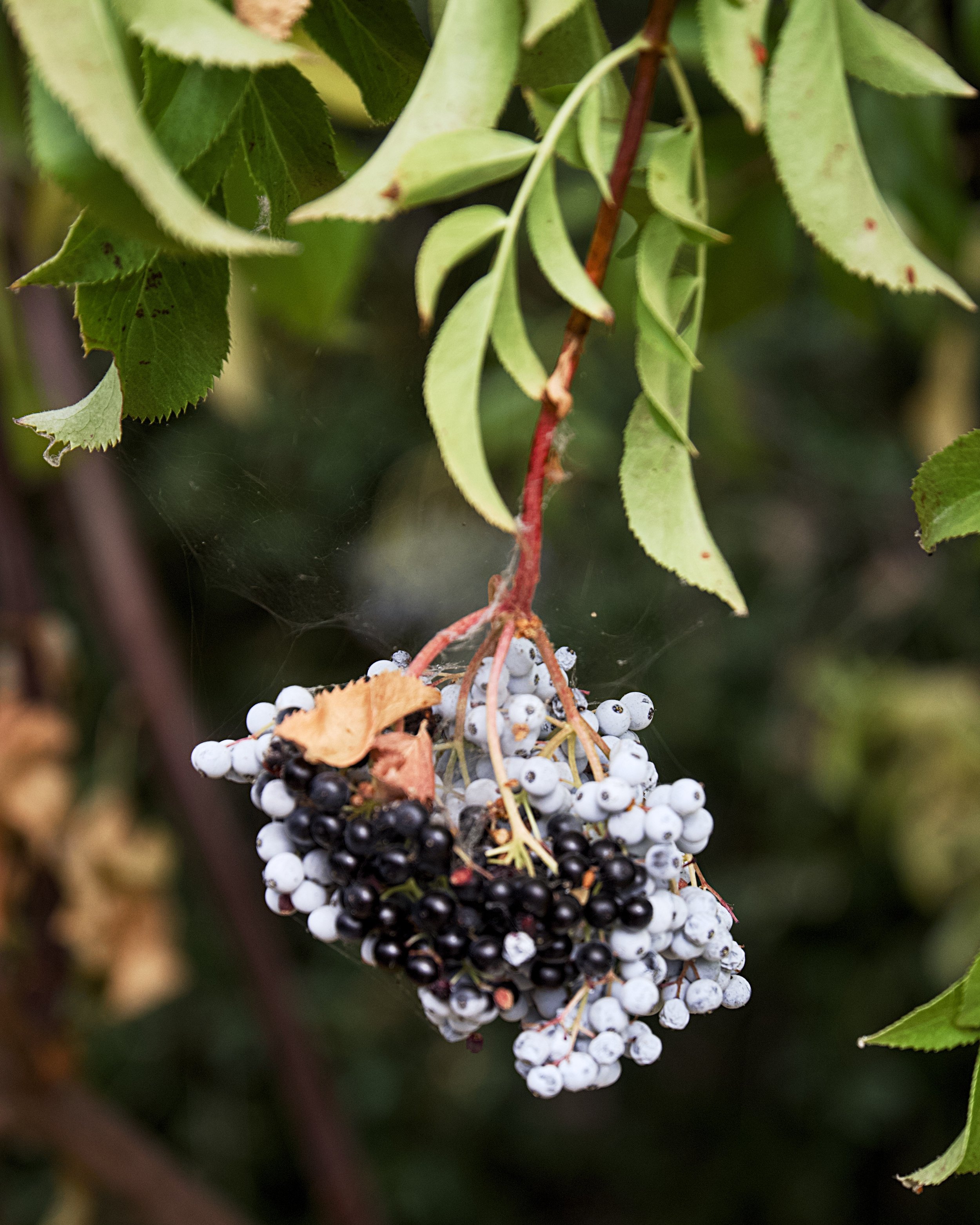 Elderberry