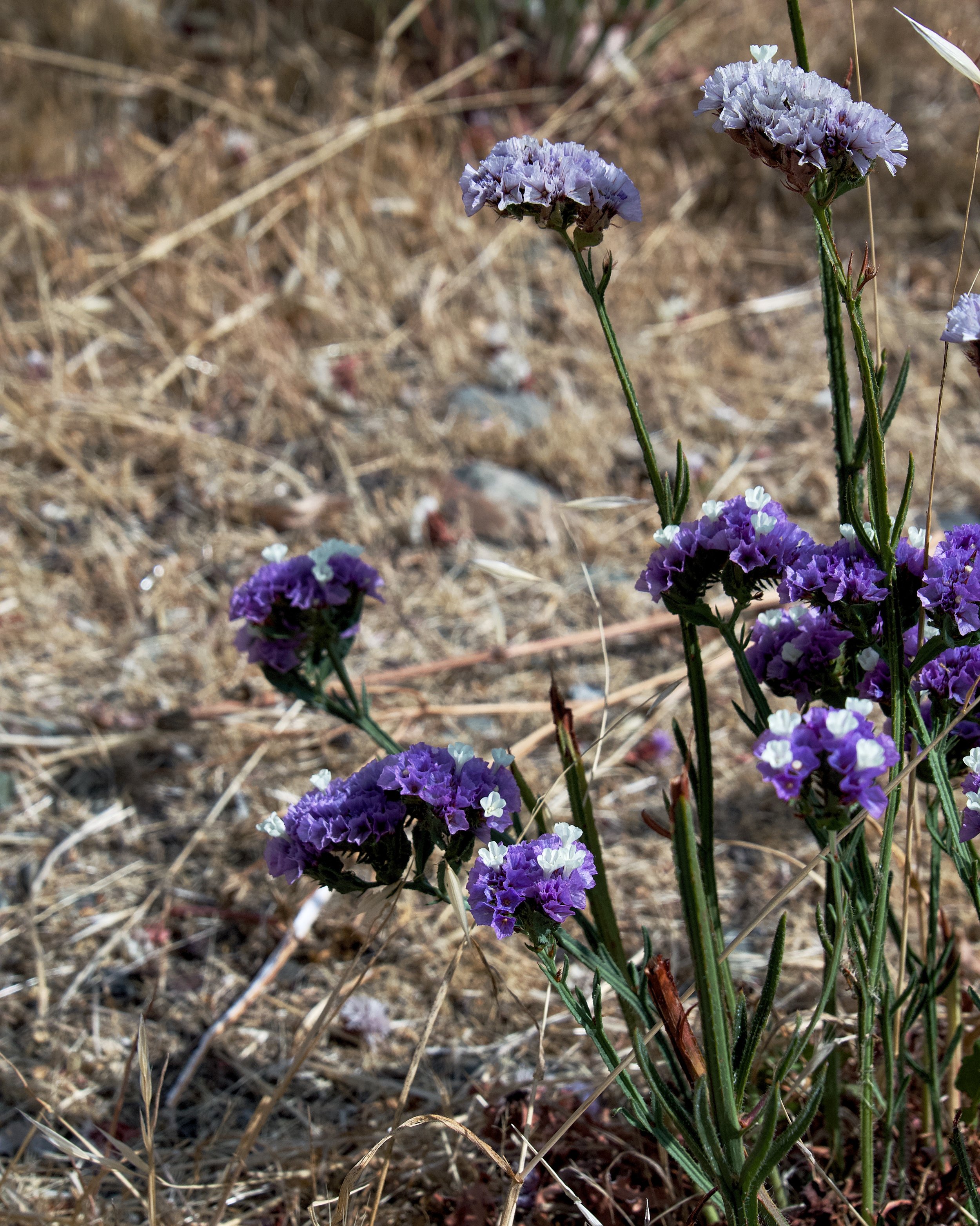 Wavyleaf sea lavender
