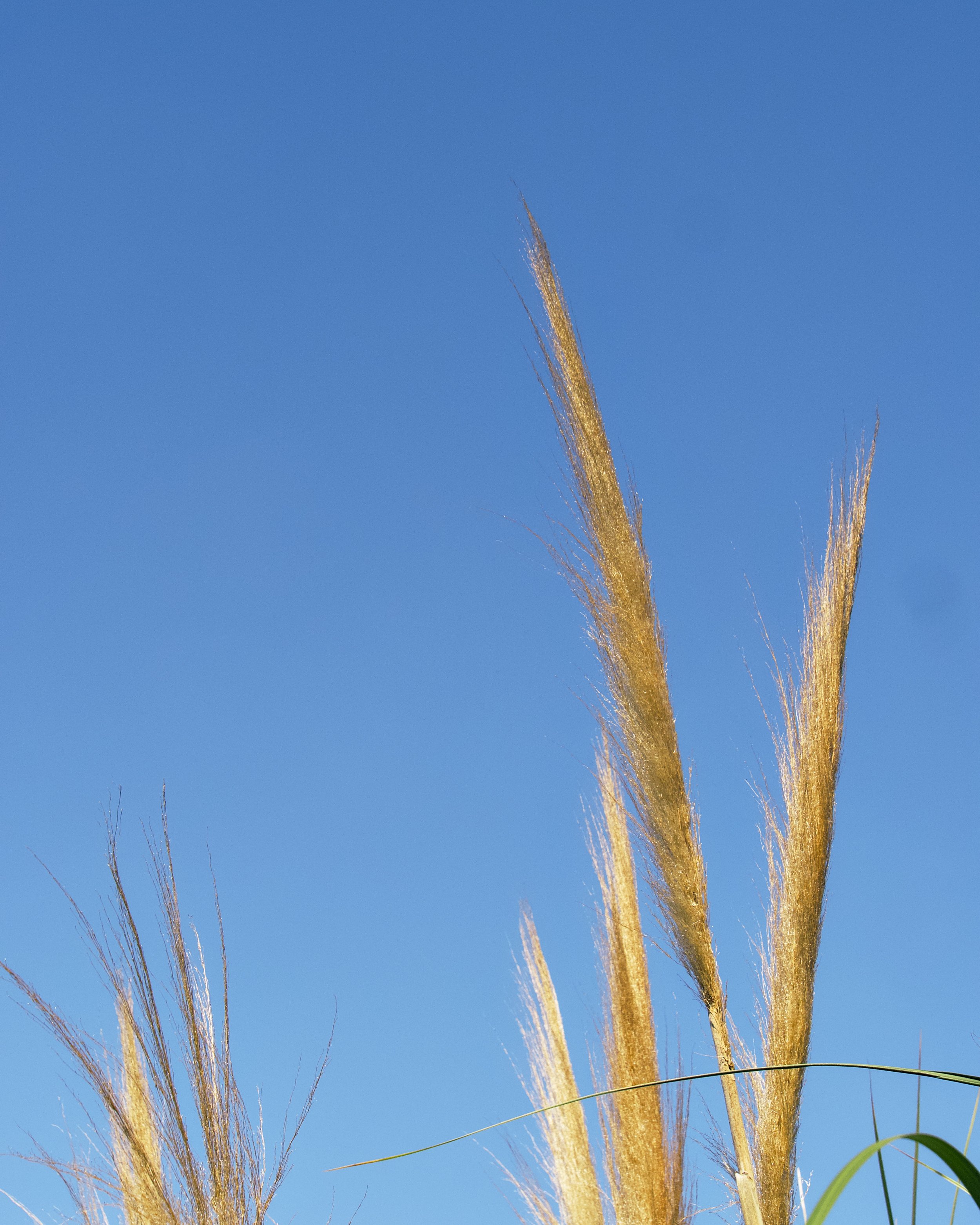 Pampas grass