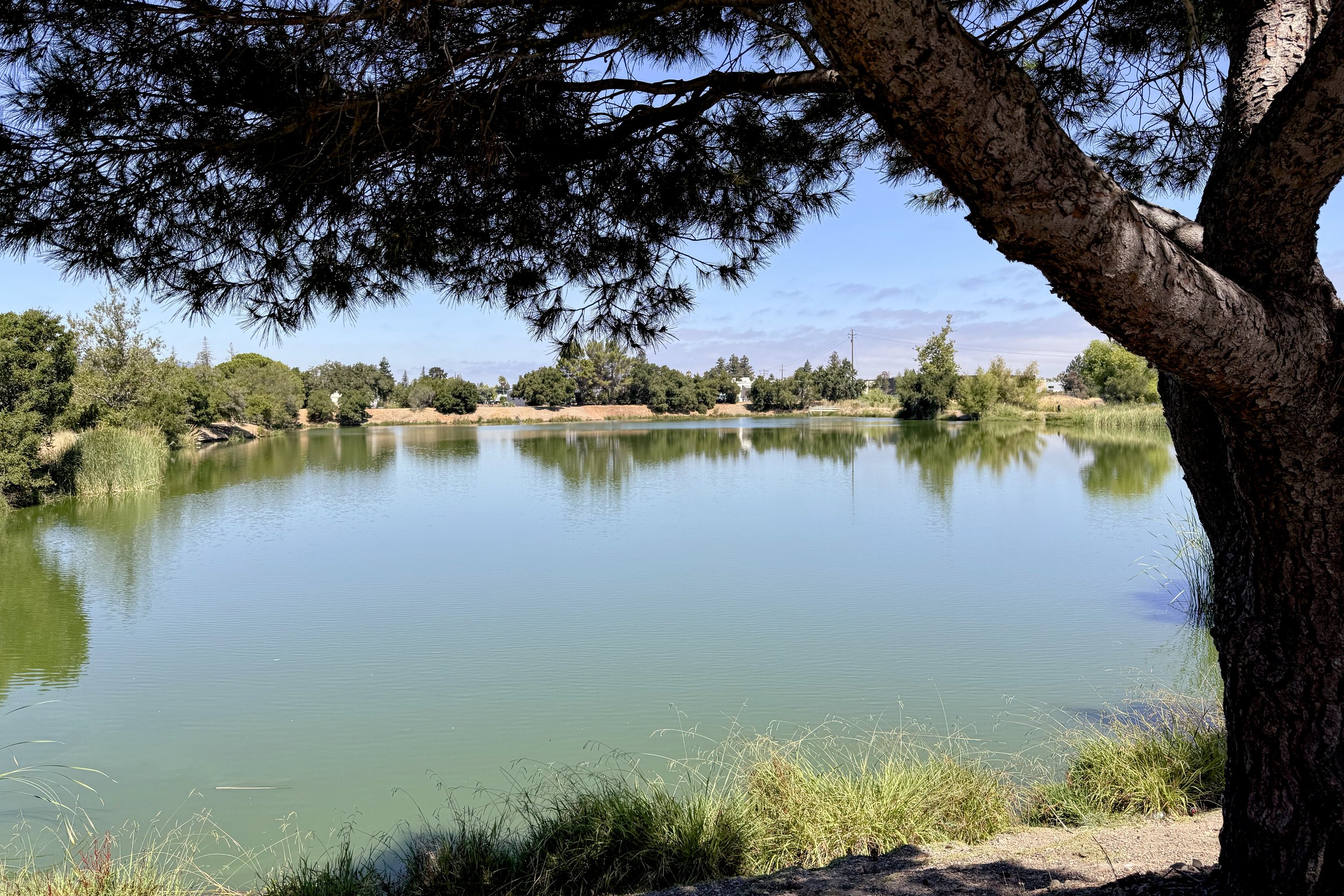 Oka ponds