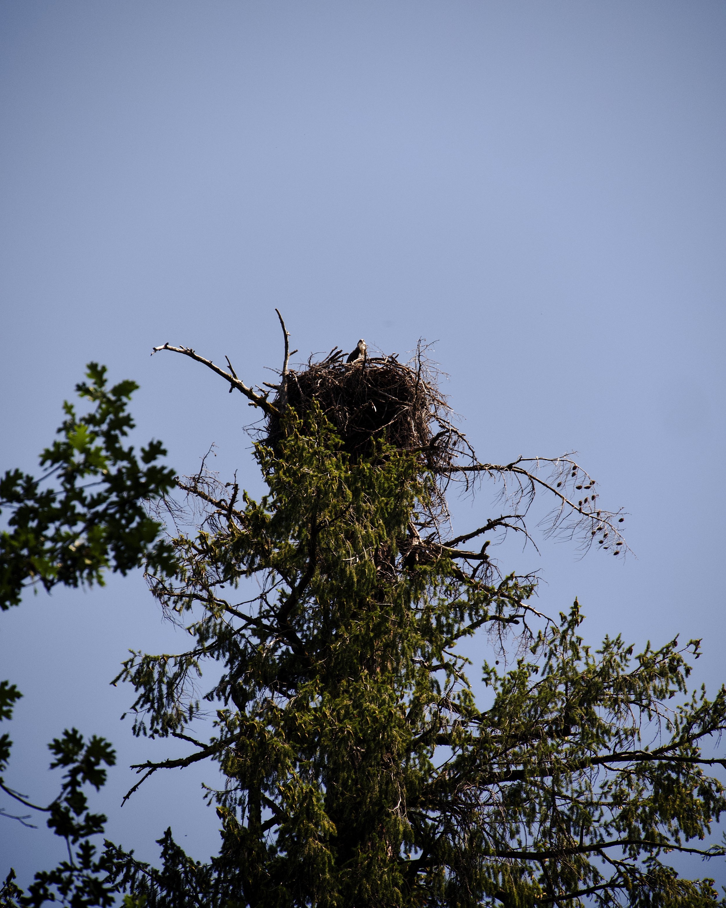 Osprey in nest