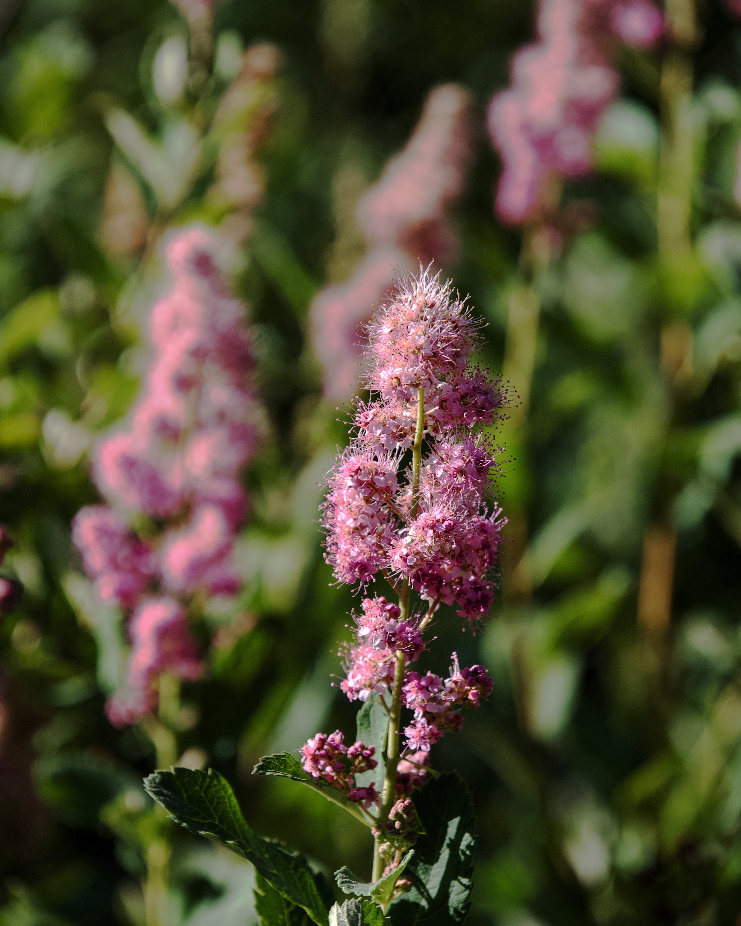 Rose spirea