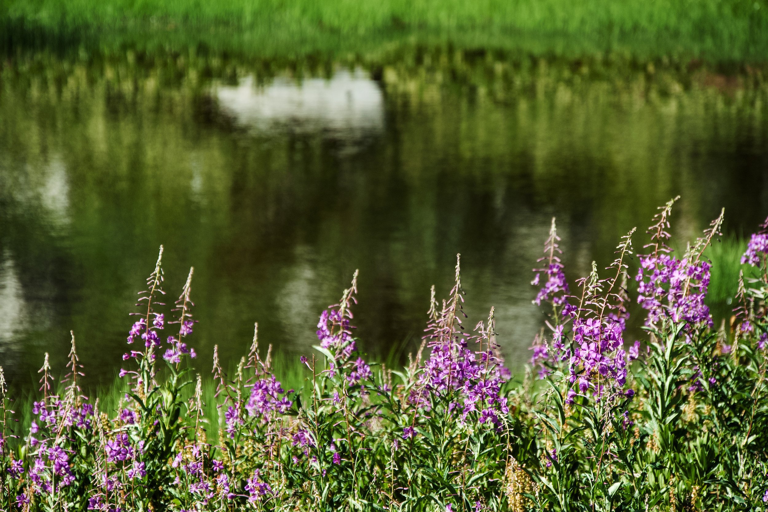 Fireweed