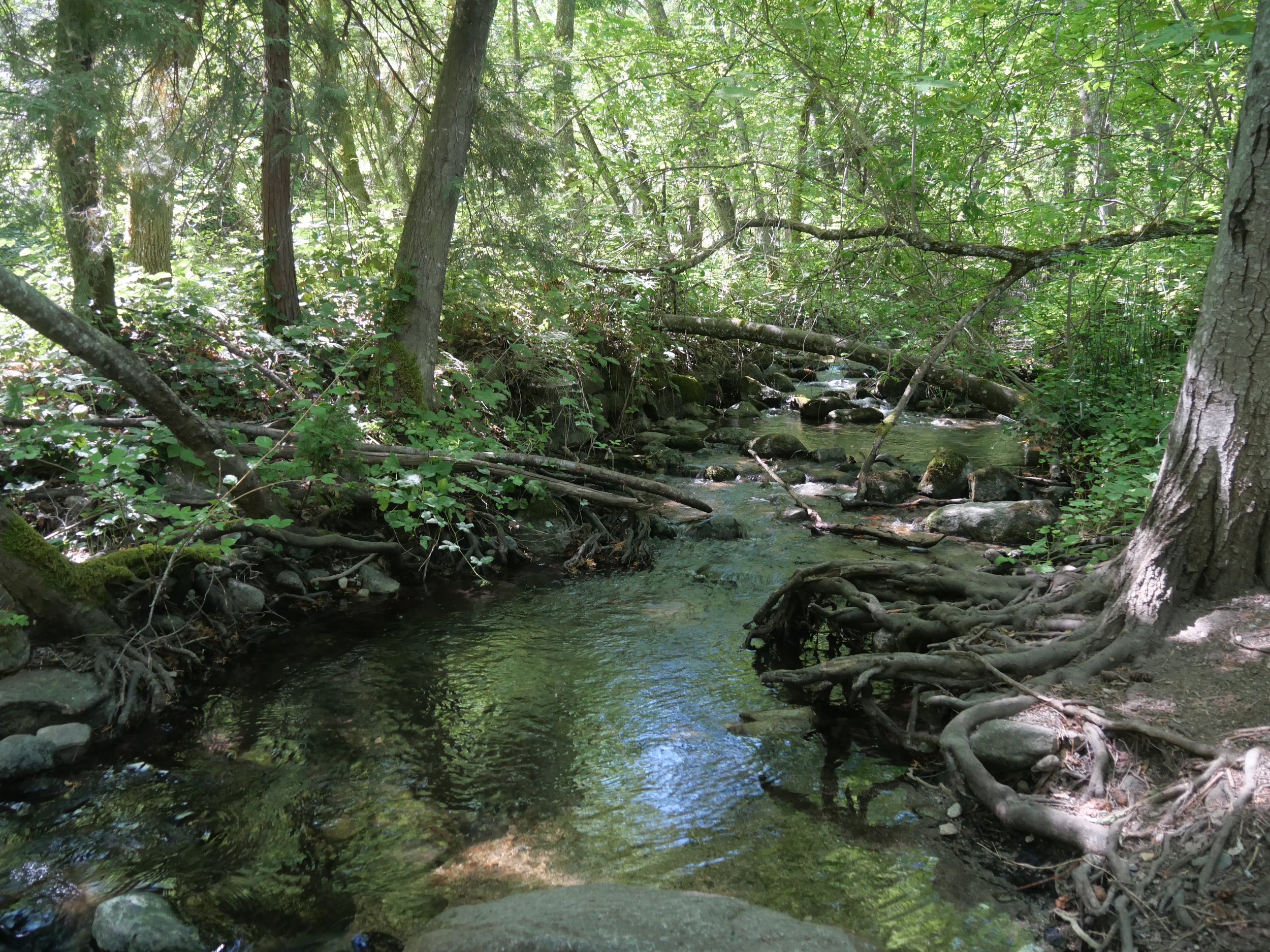 Ashland Creek, Lithia Park