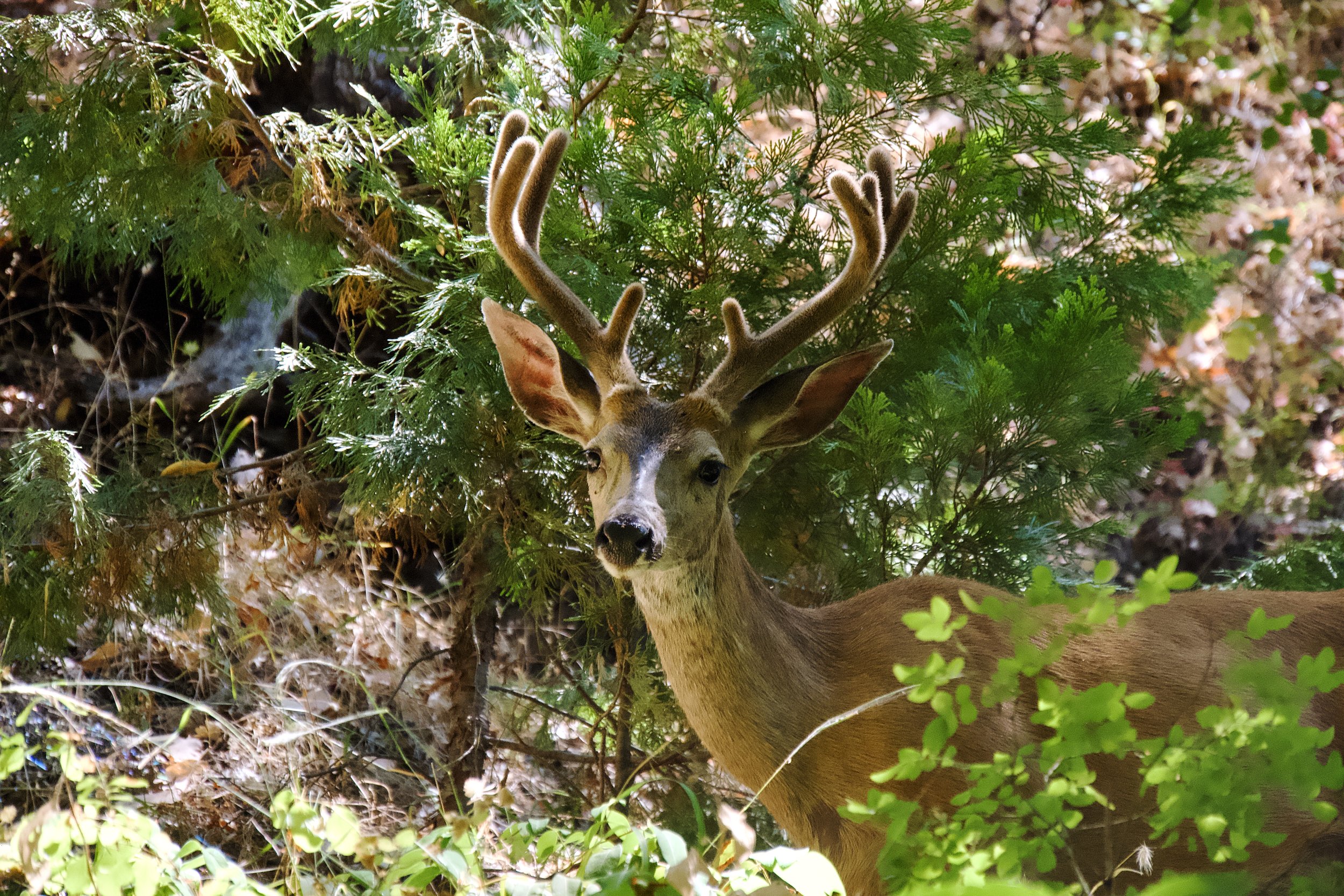 Deer, Lithia Park