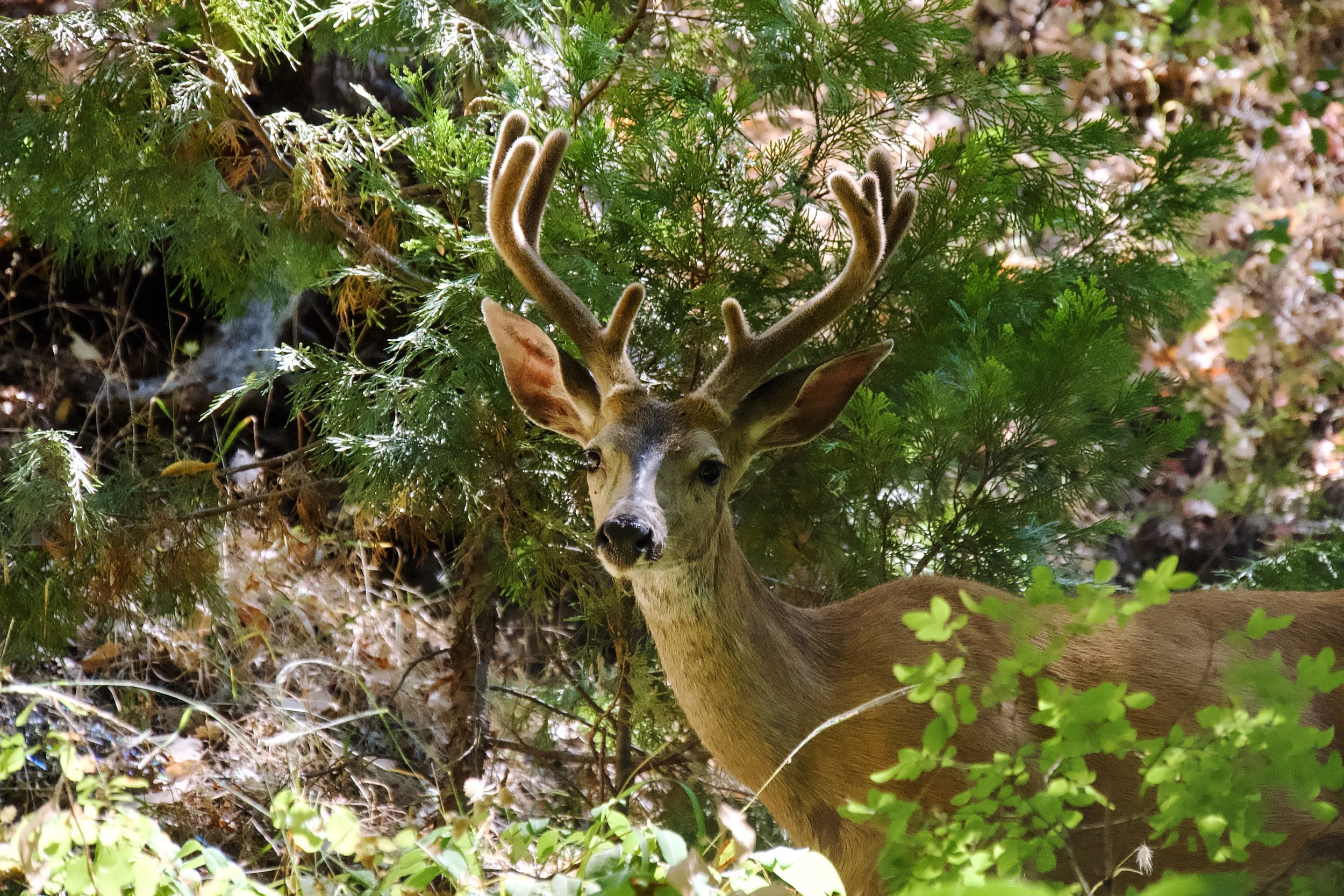 Ashland, OR, 23-Jul
