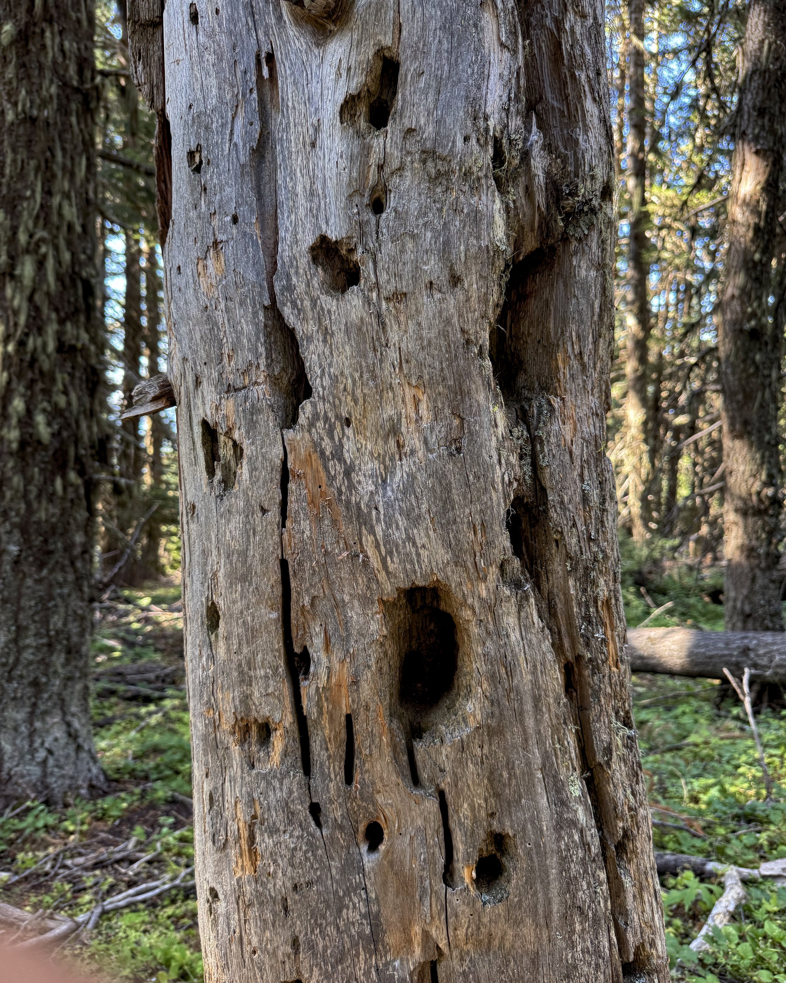 Tree with old woodpecker holes