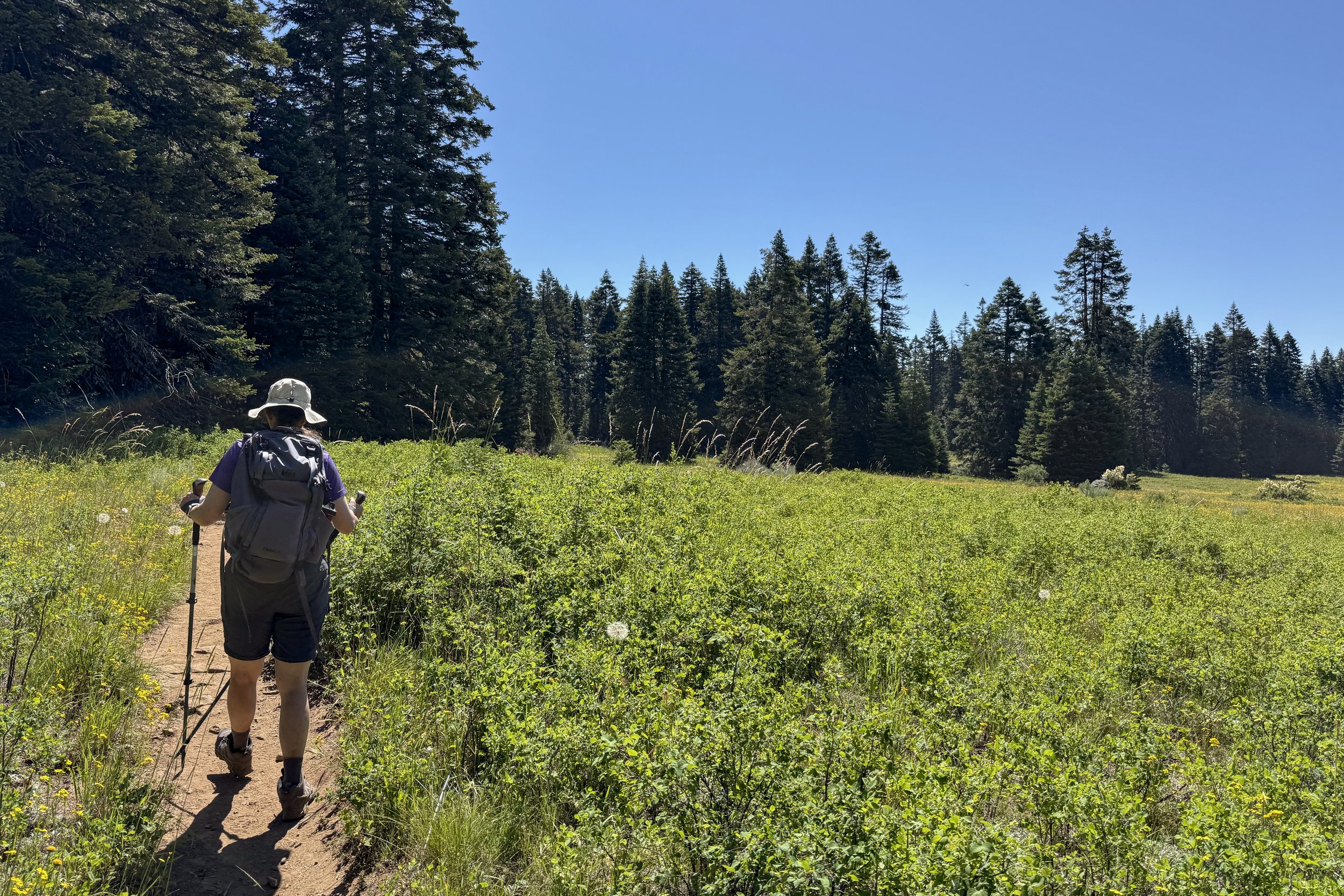 Returning to the forest
