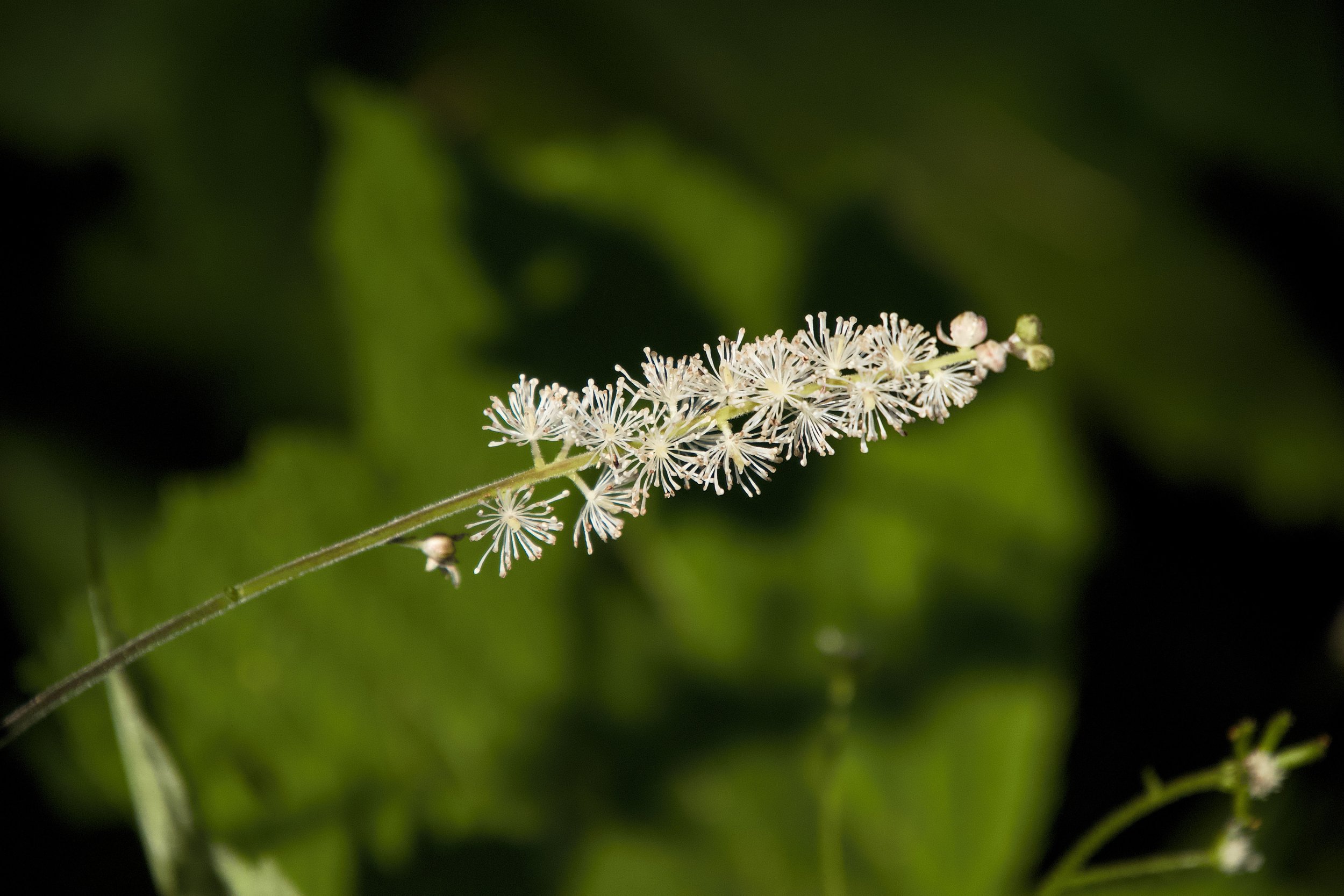 Tall bugbane