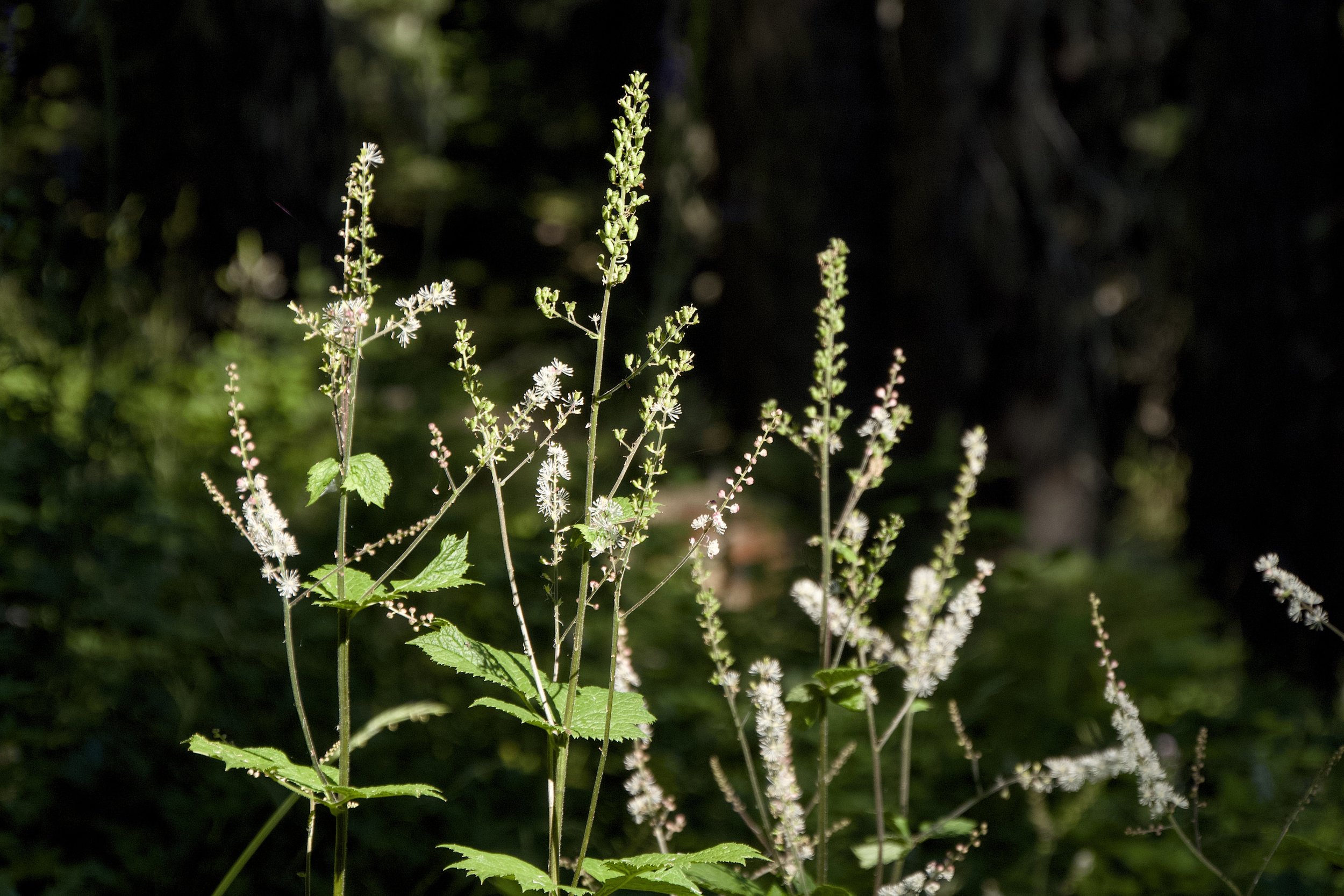 Tall bugbane