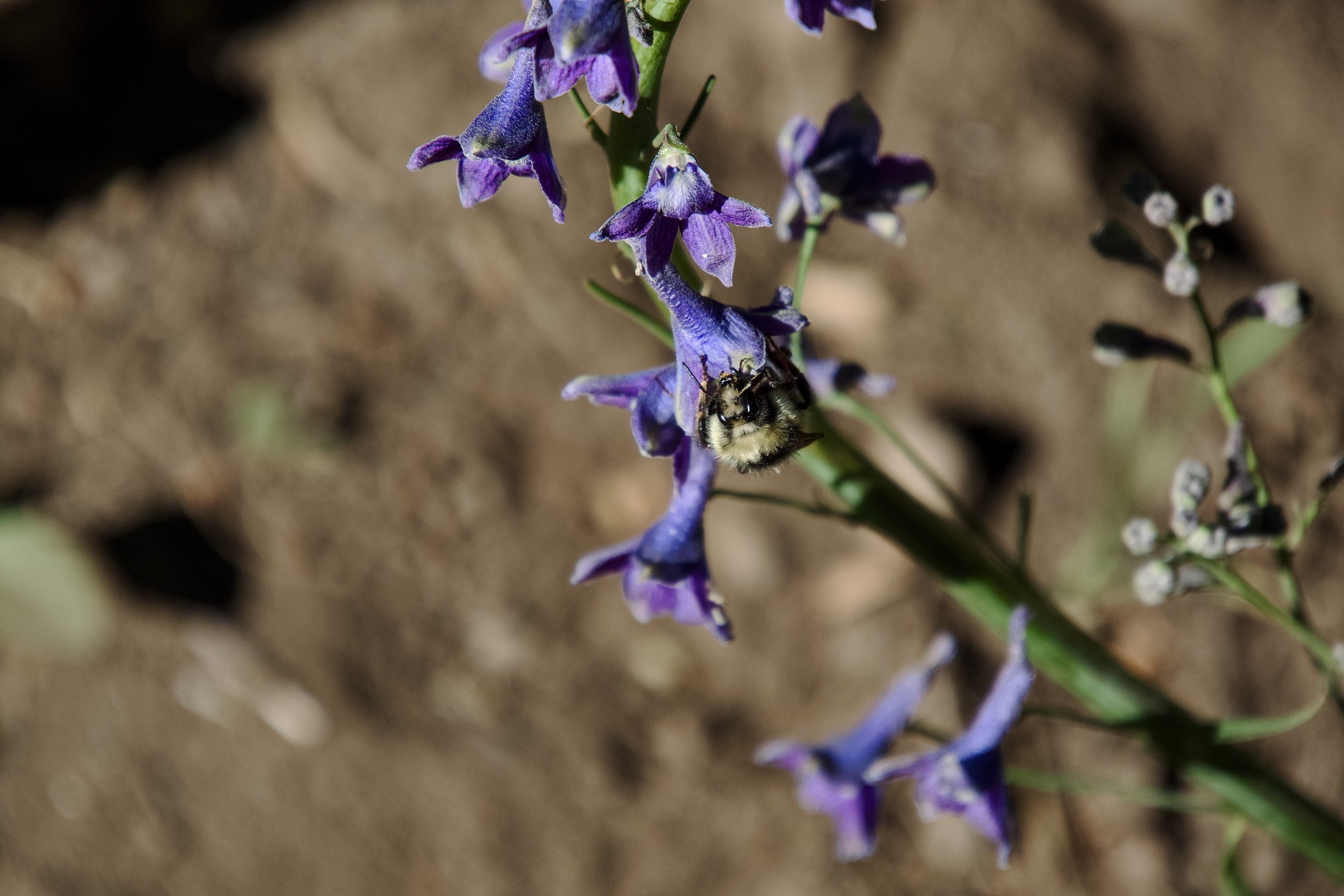 Bee on Larkspur