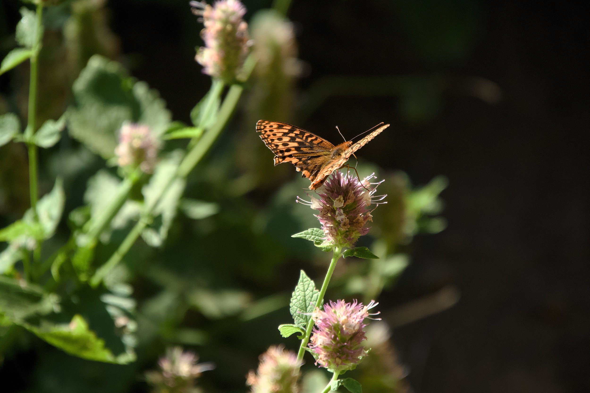 Great spangled fritillary