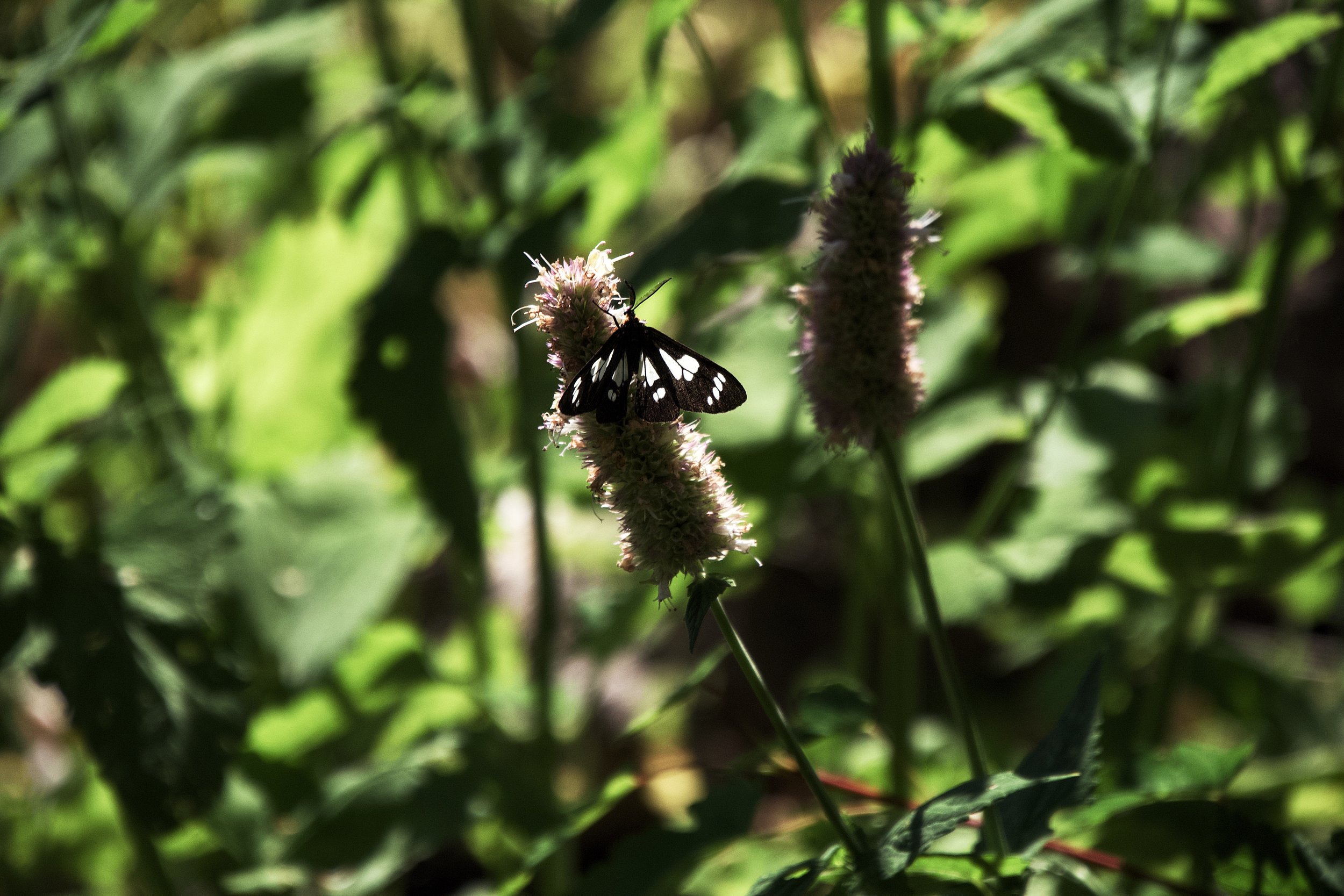 Wild forget-me-not moth