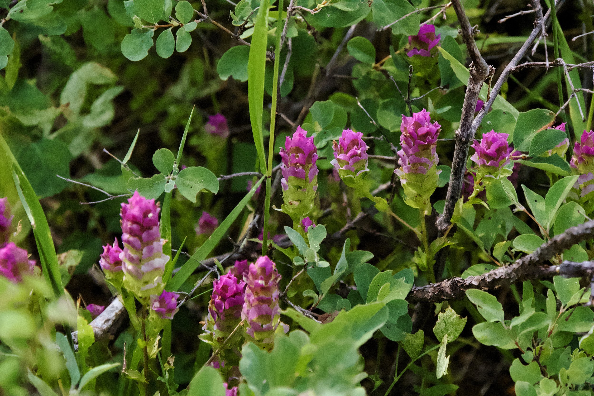 Mountain owl's clover
