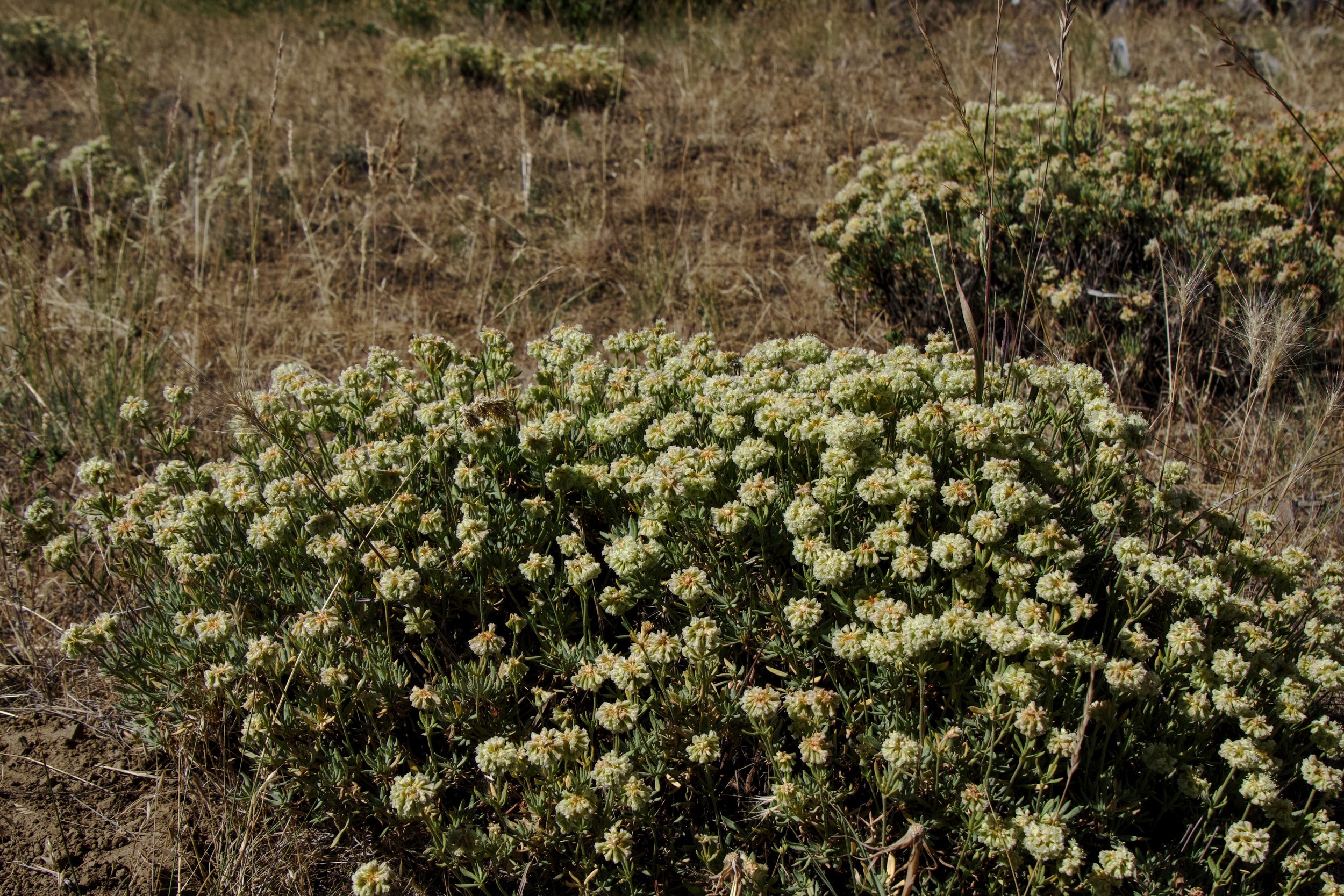 Rock buckwheat