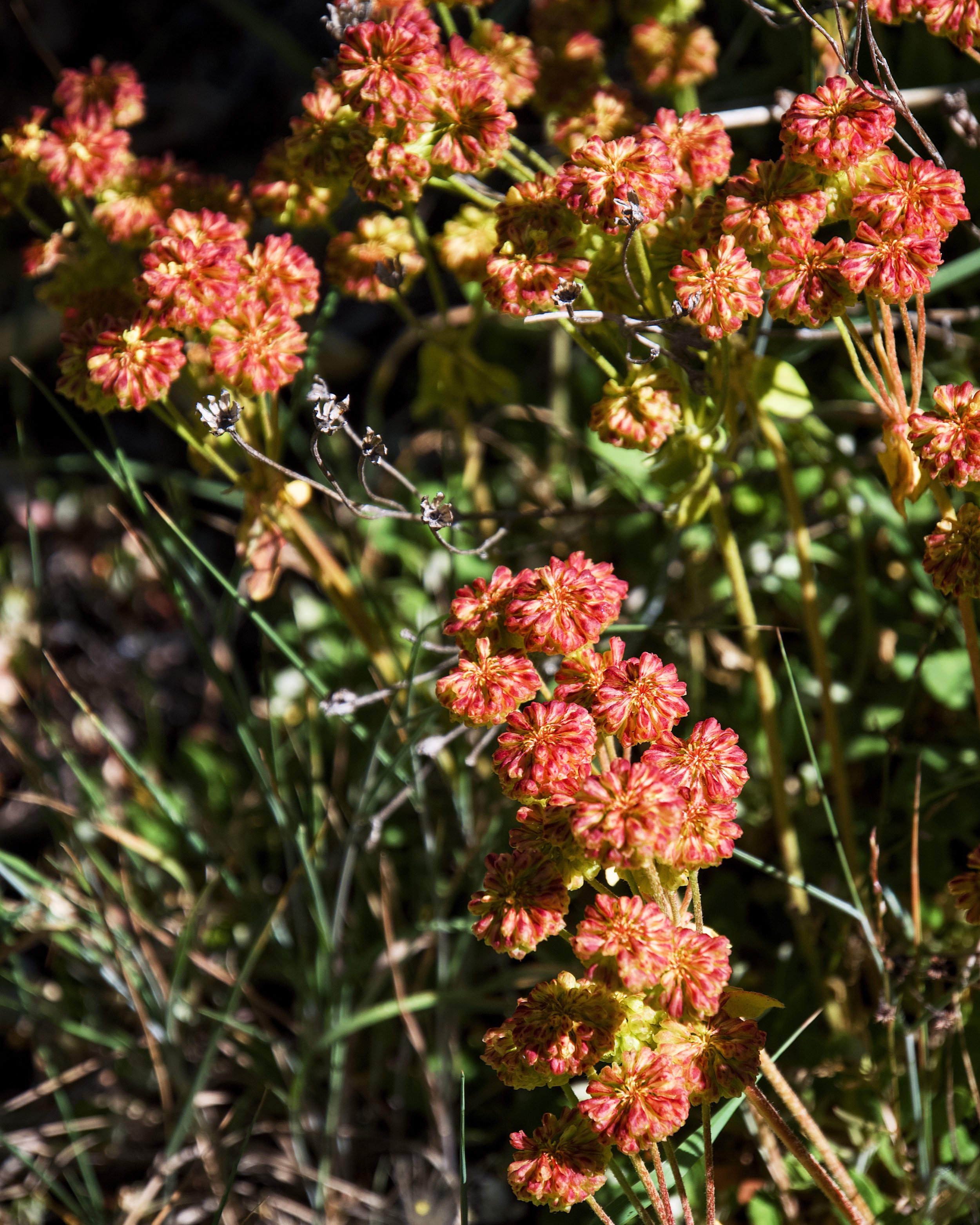 Sulfur buckwheat
