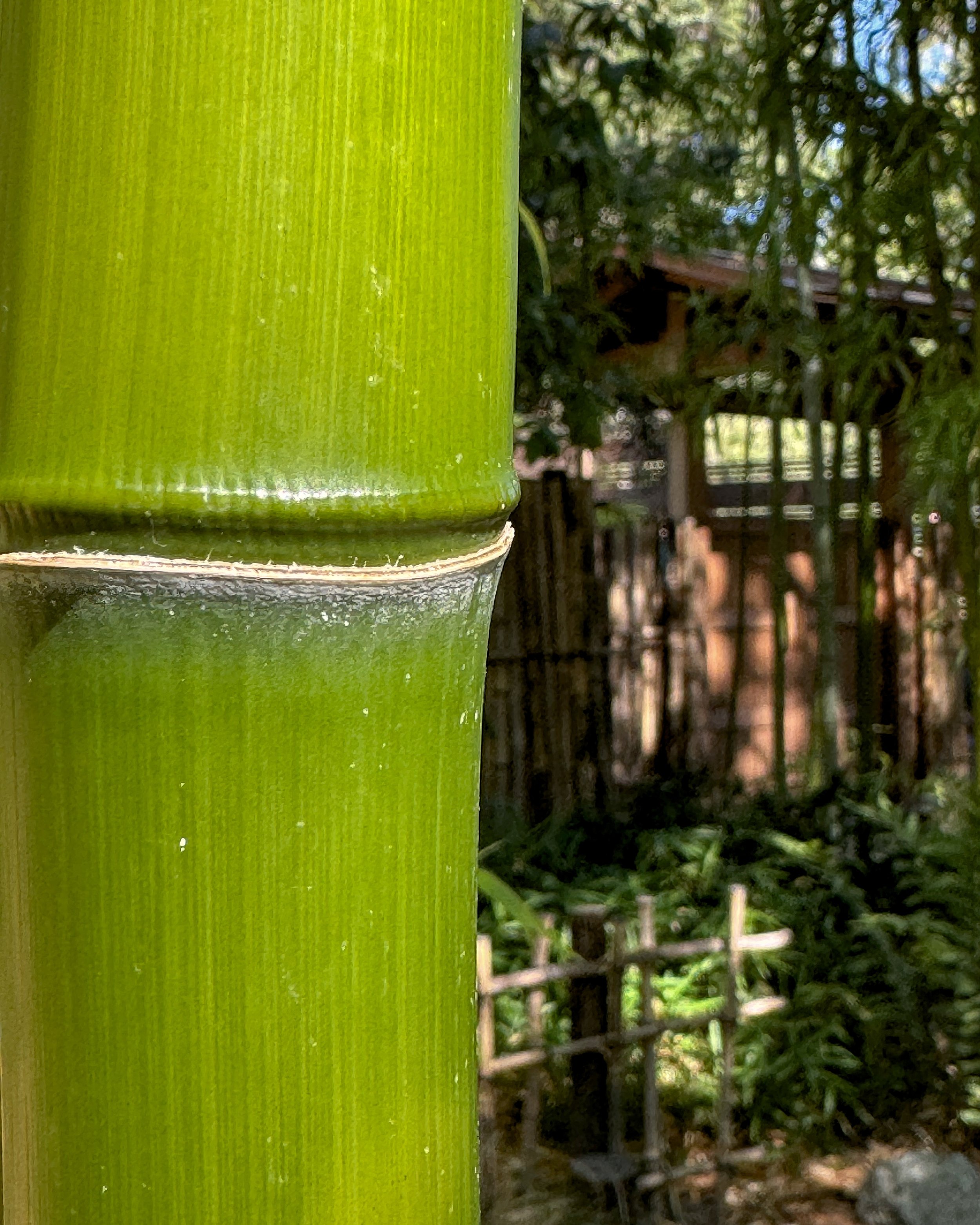 Bamboo