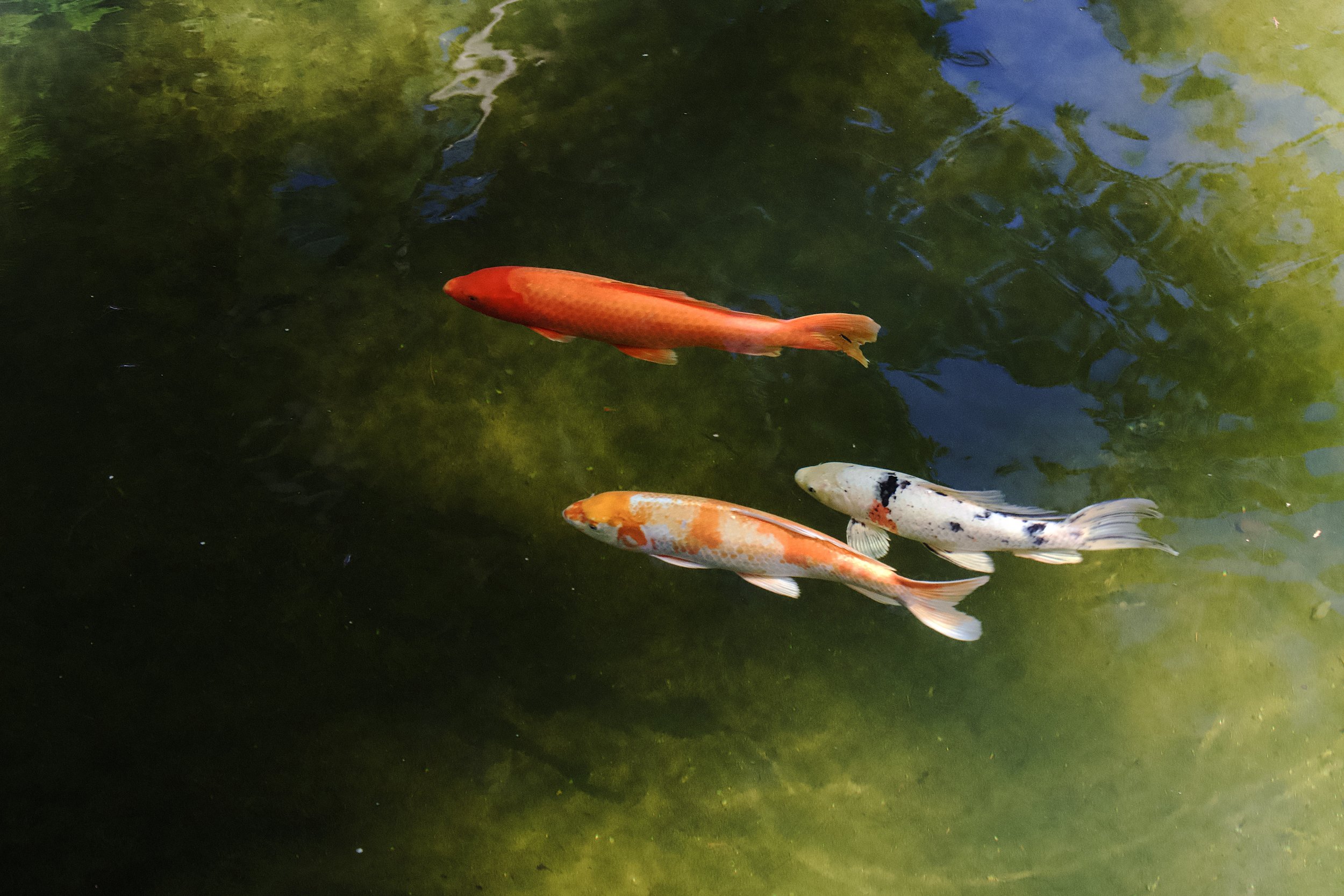 Koi