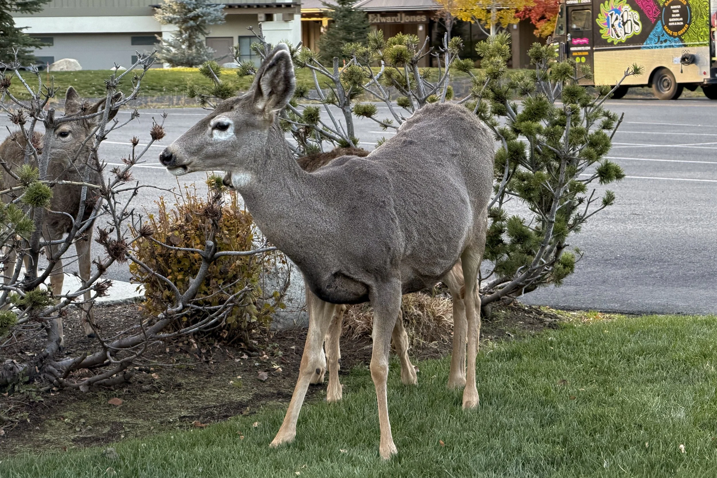 Deer in McCall