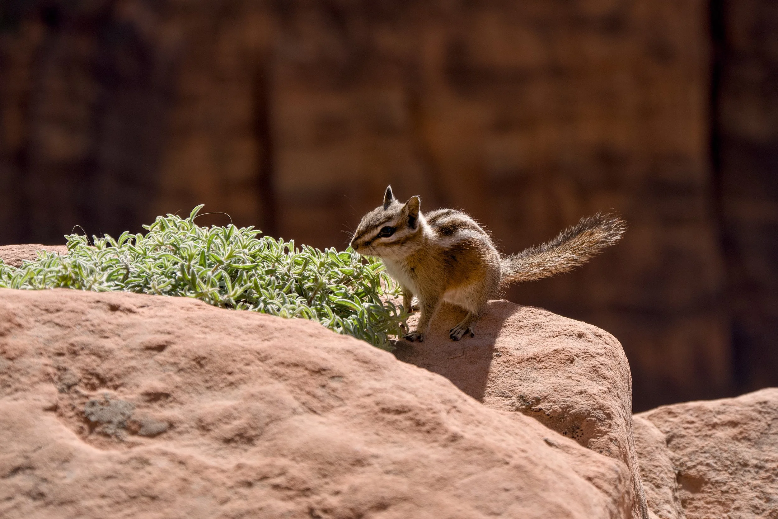 Chipmunk