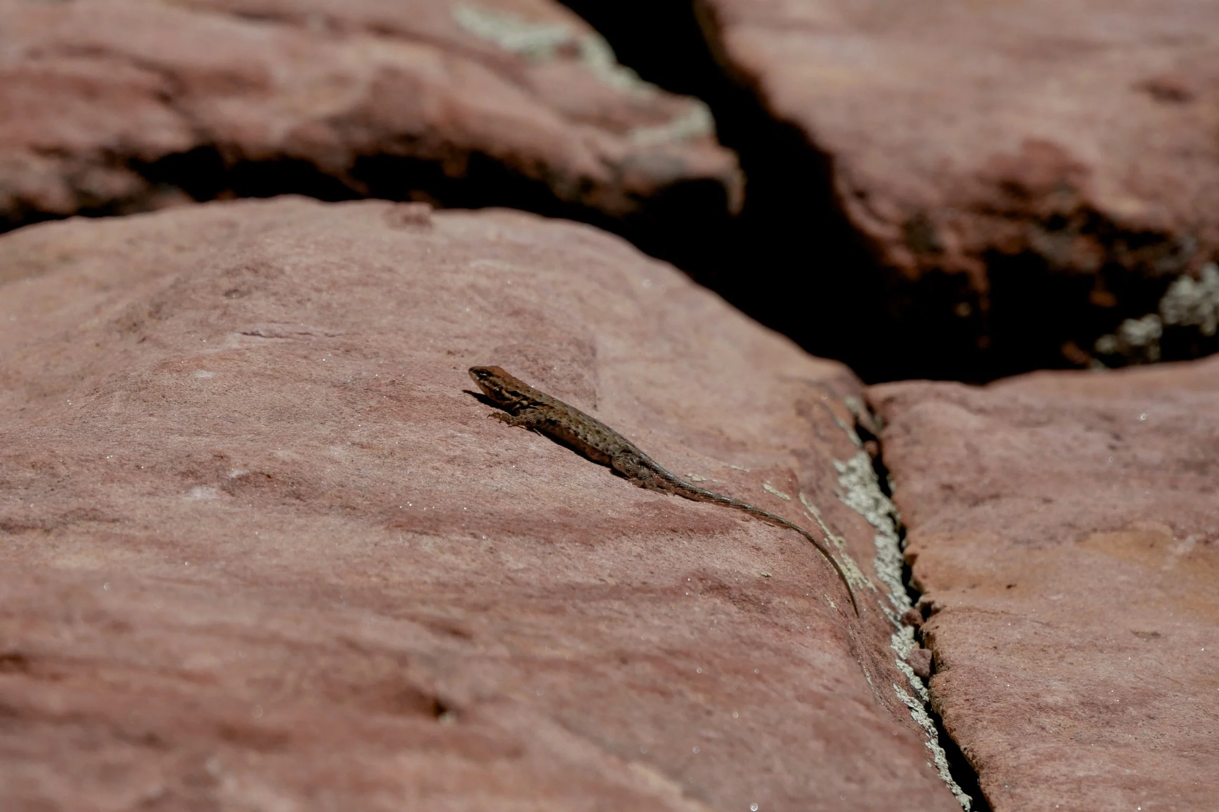 Lizard