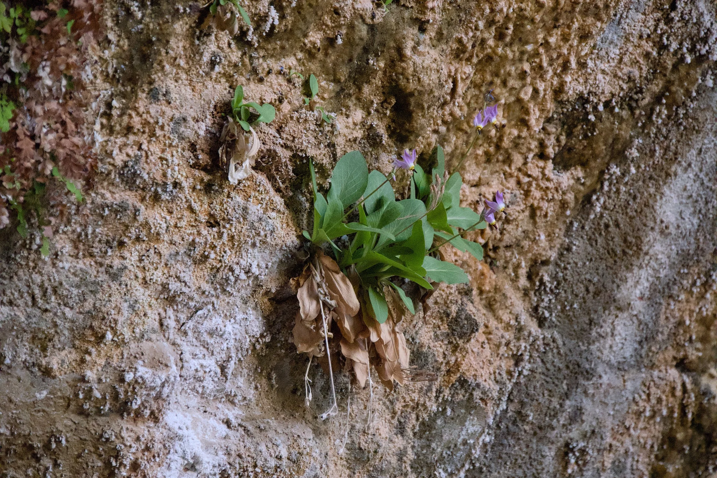 Dodecatheon growing out of Weeping Rock
