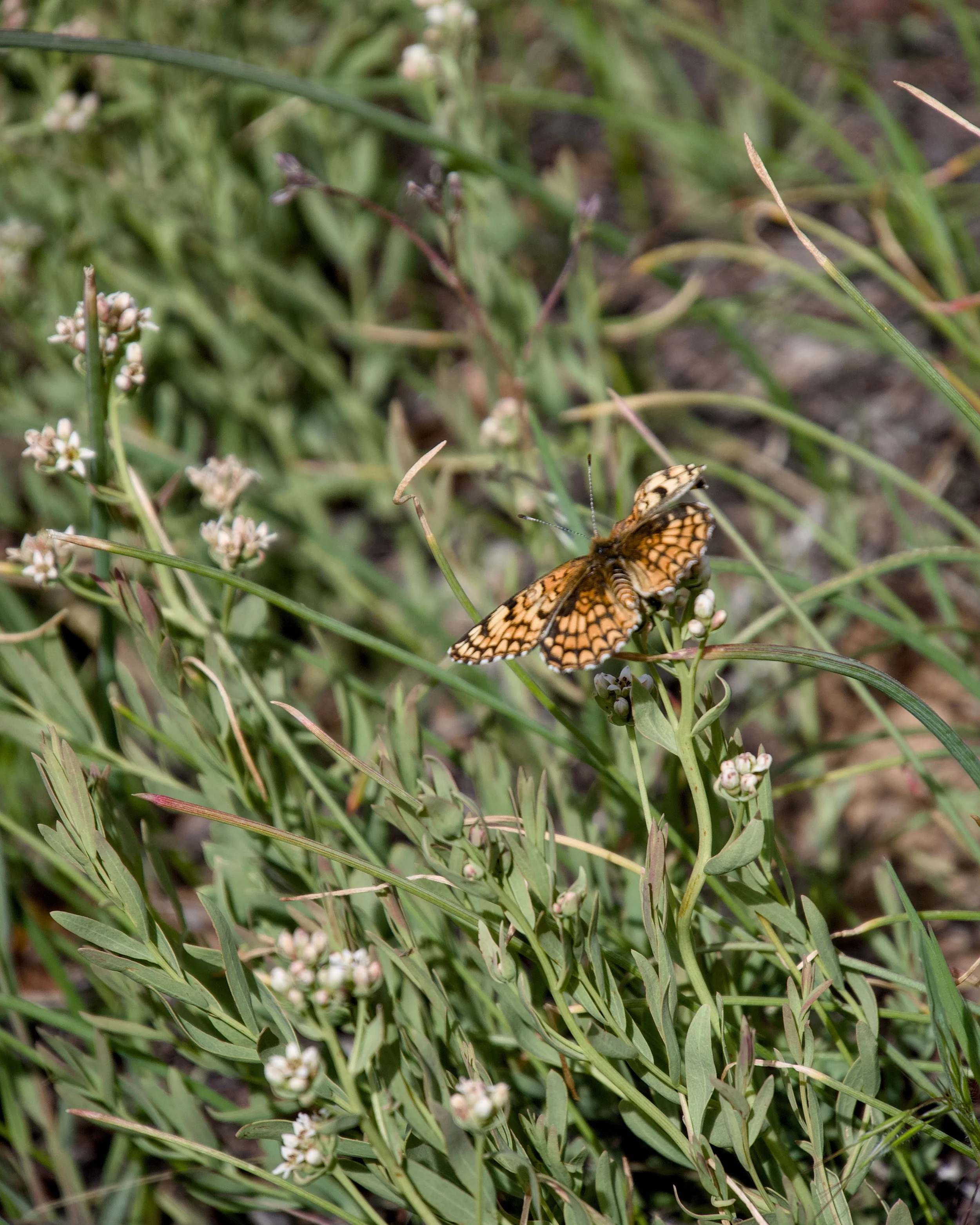 Melitaea butterfly