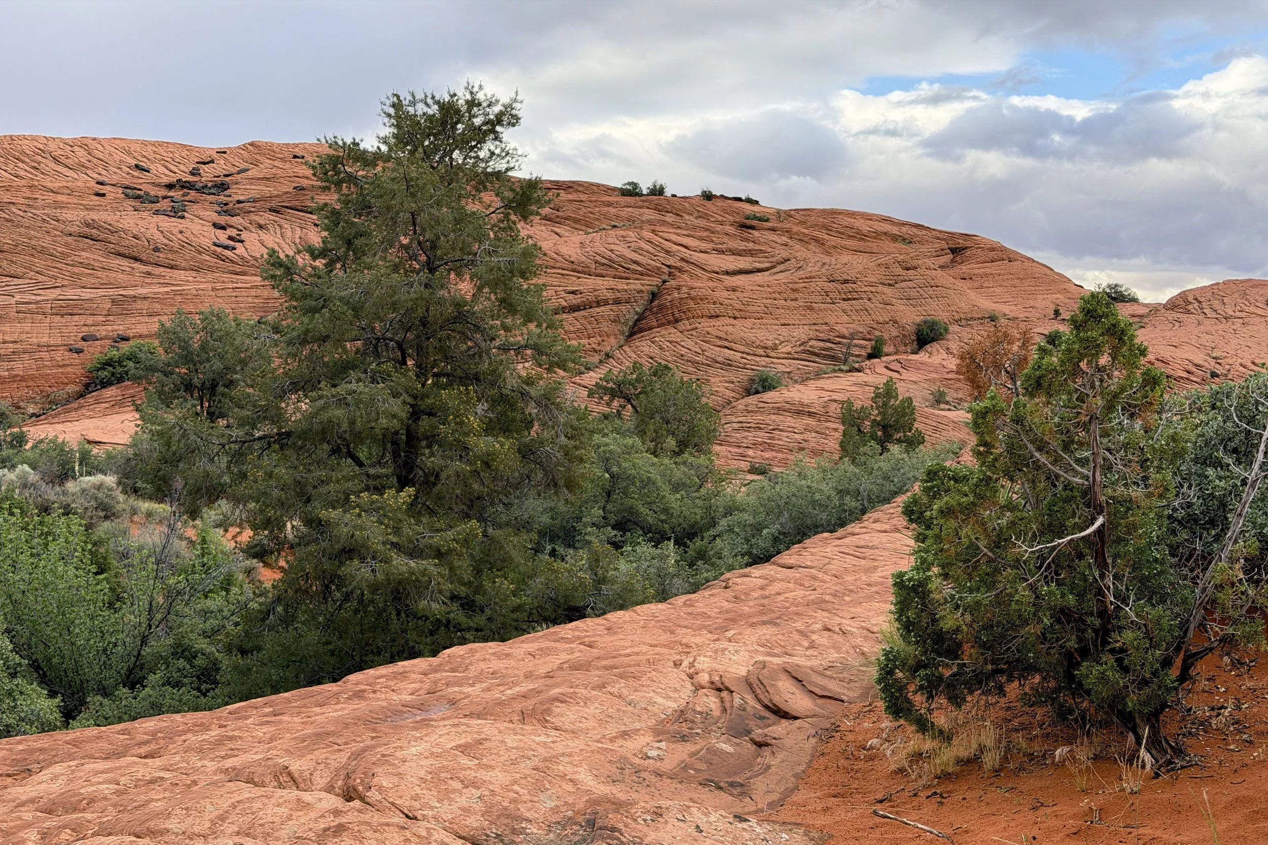 Petrified Dunes