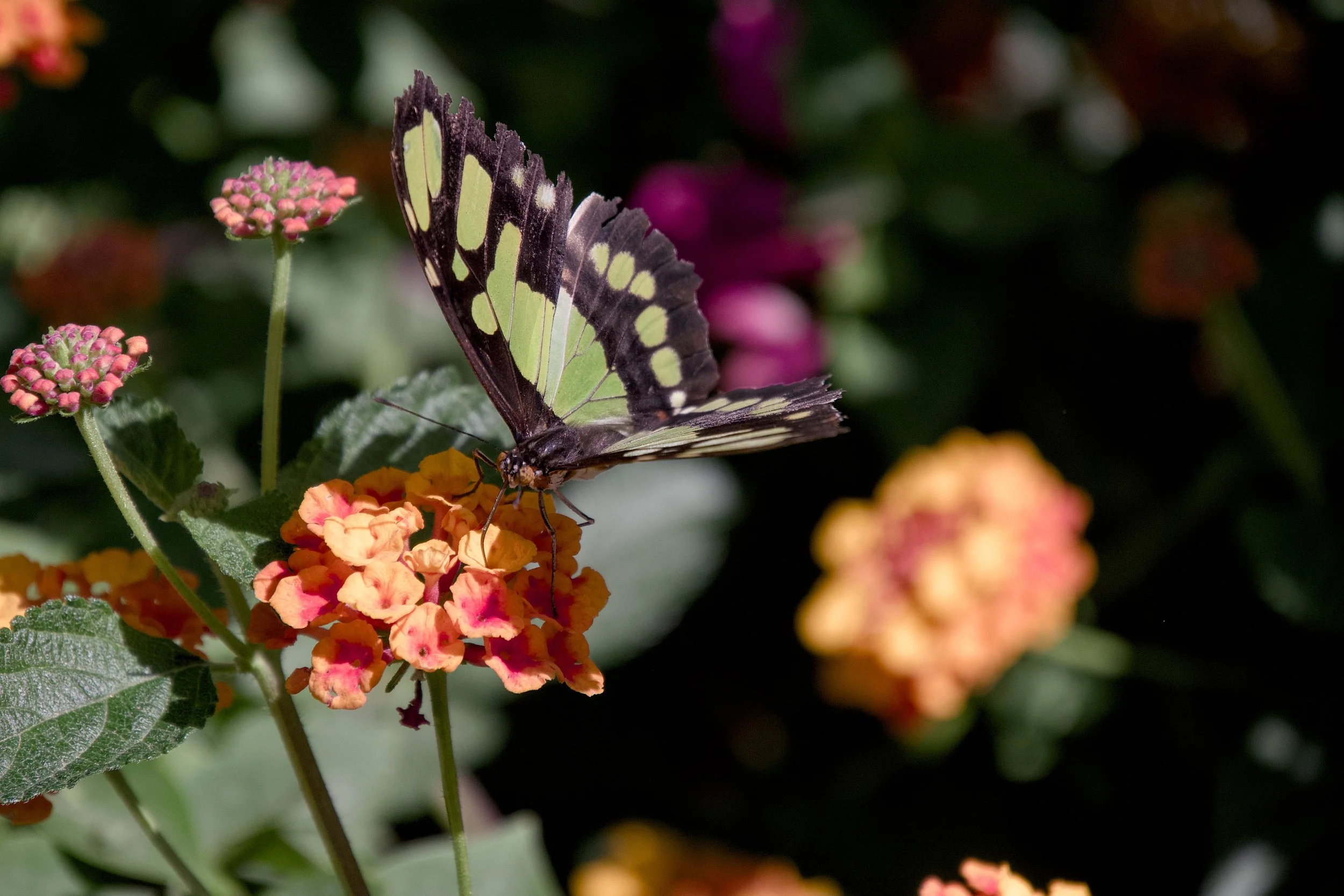 Julia butterflies