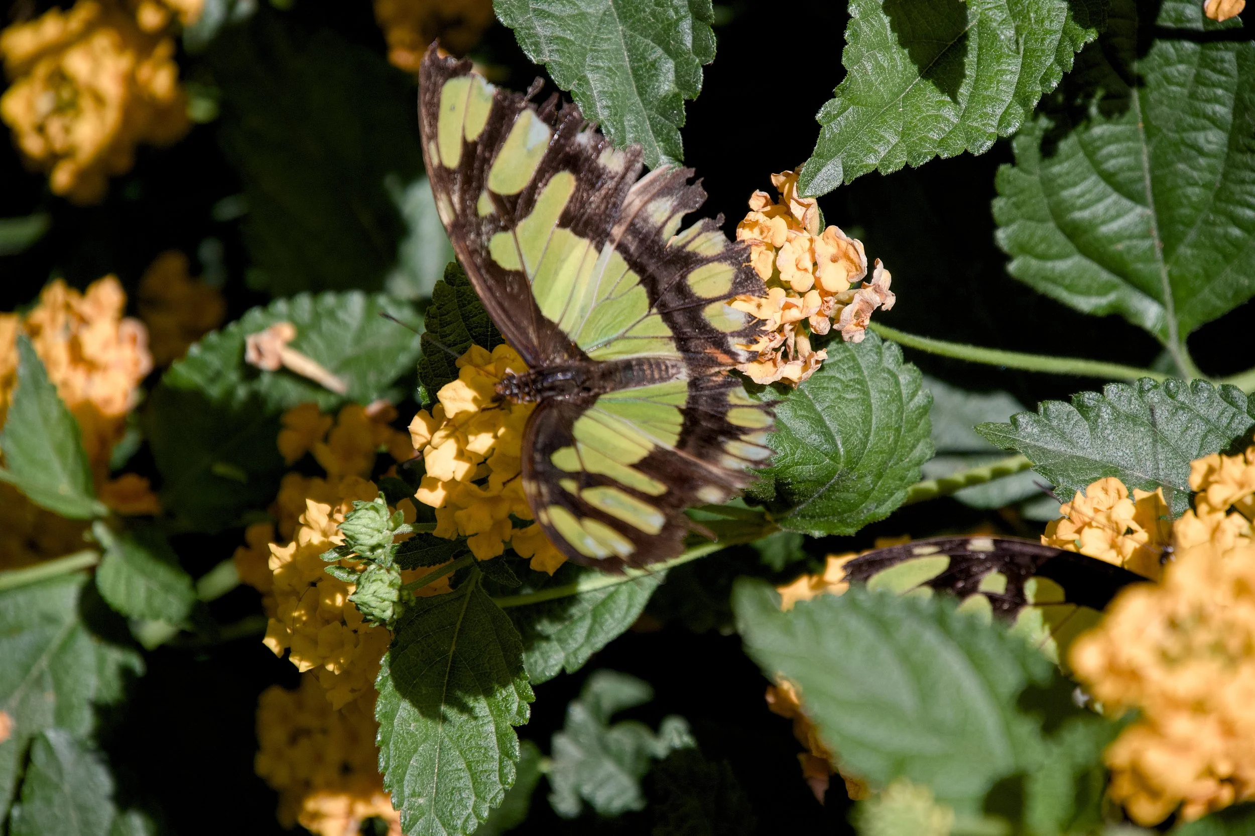 Malachite butterfly