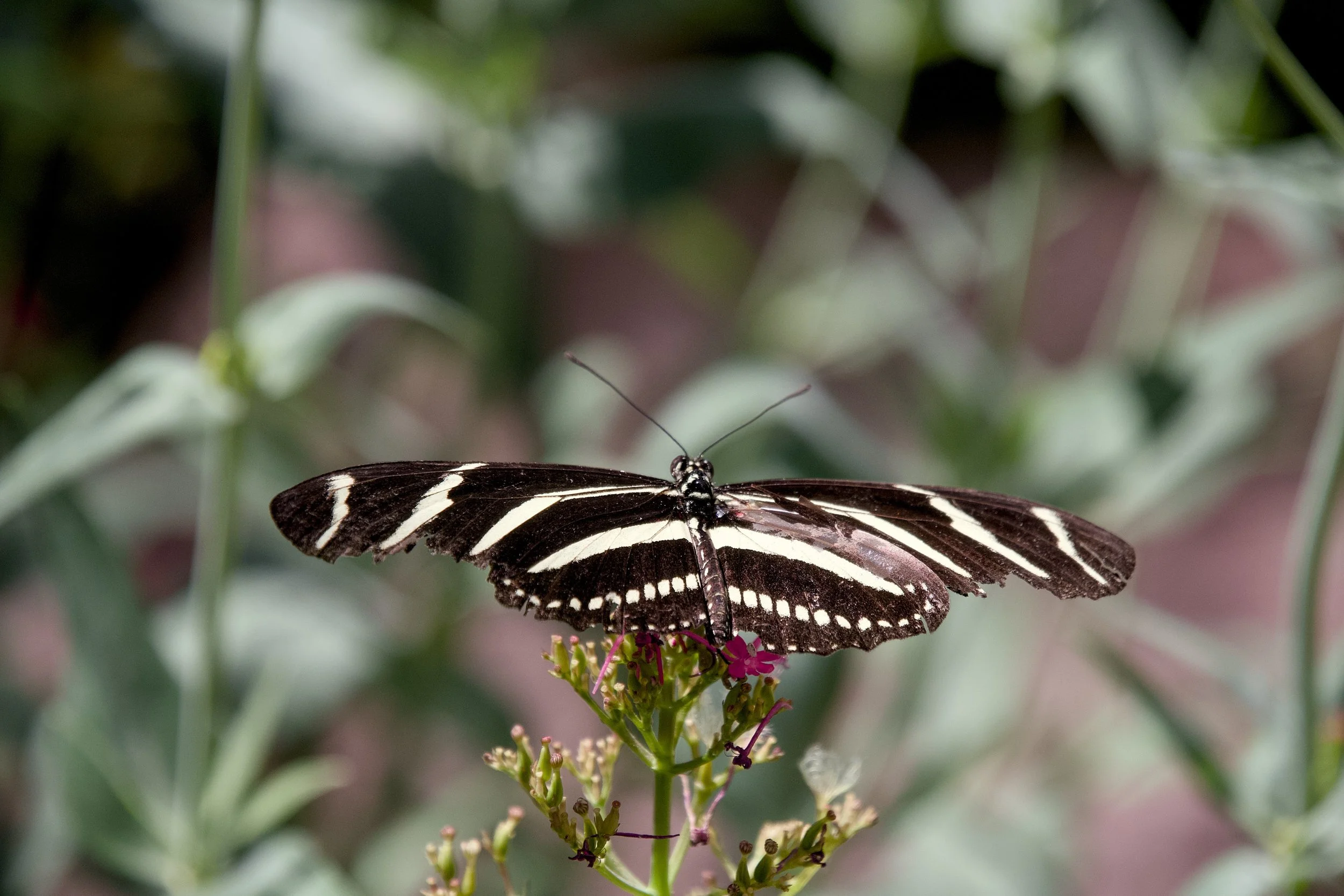 Zebra longwing