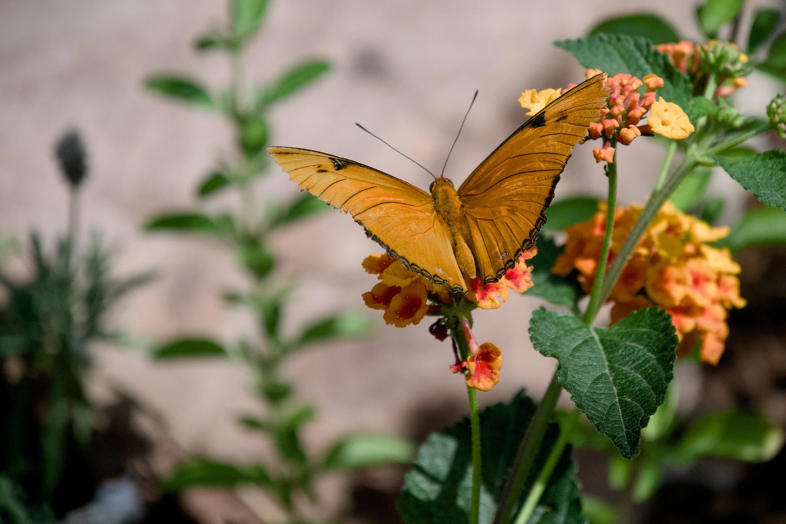 Julia butterfly