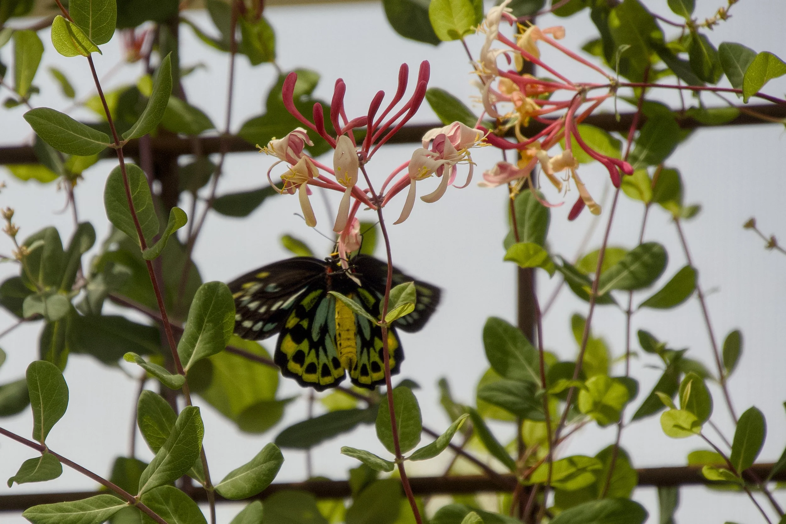 Troides