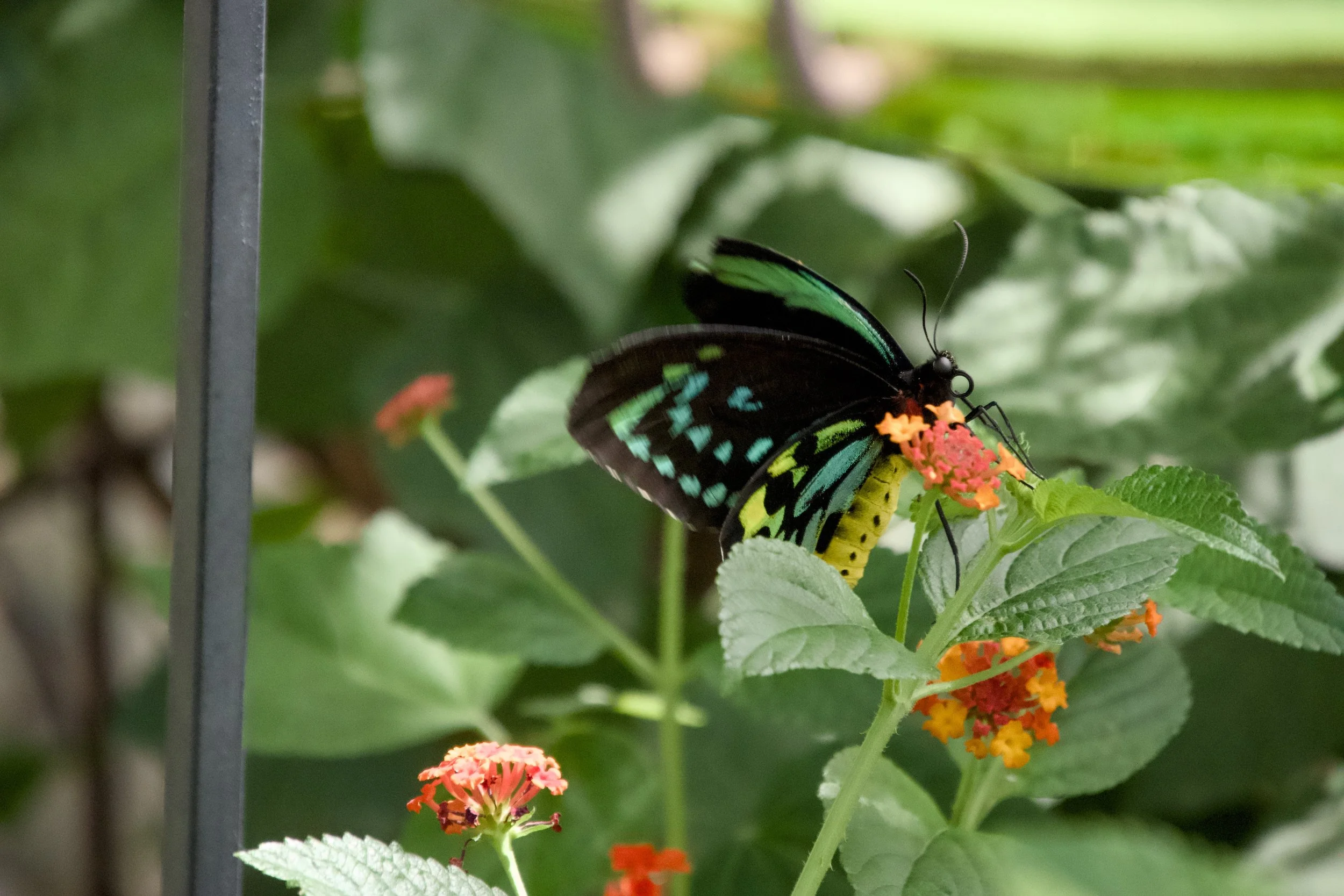 Troides