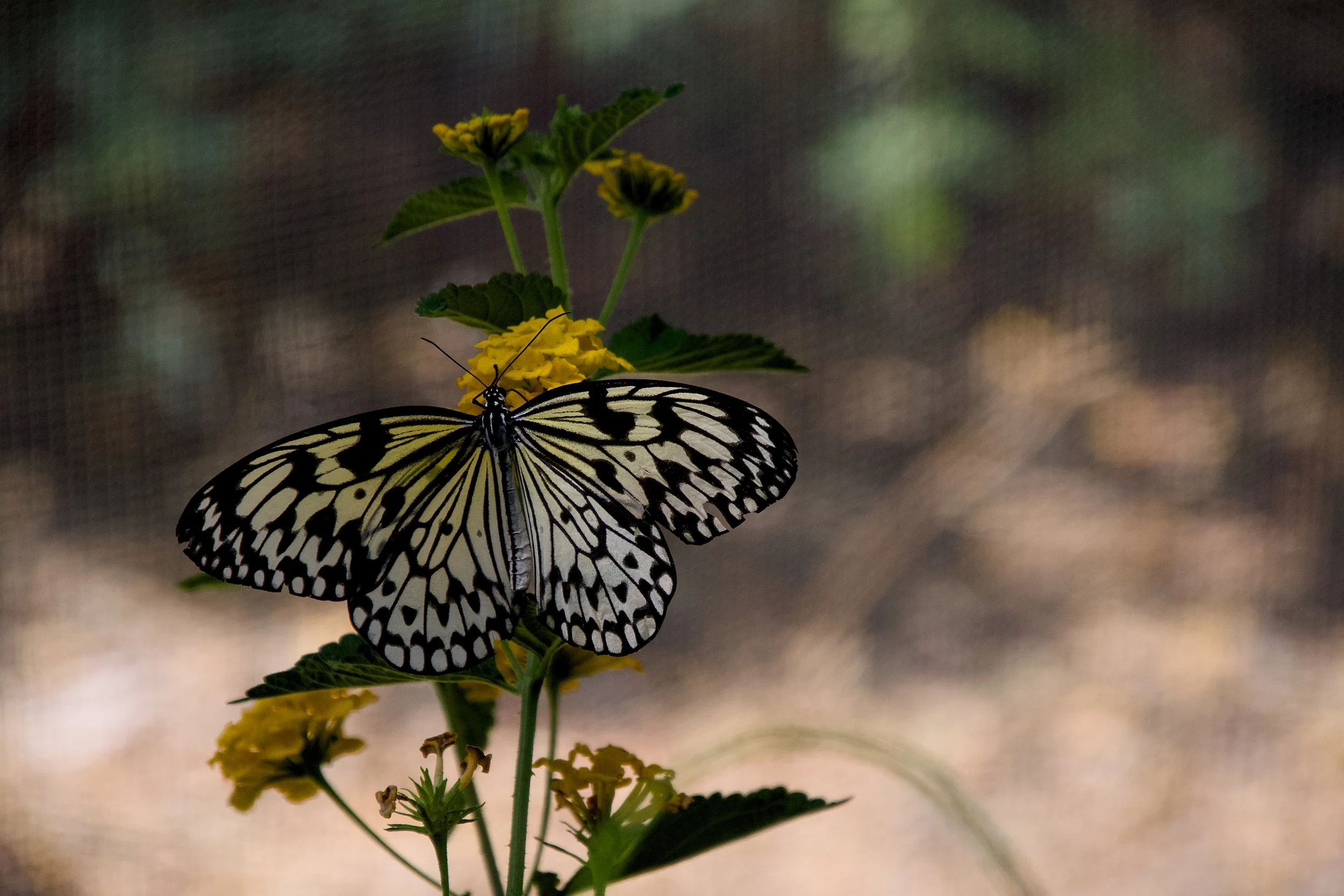 Paper kite butterfly