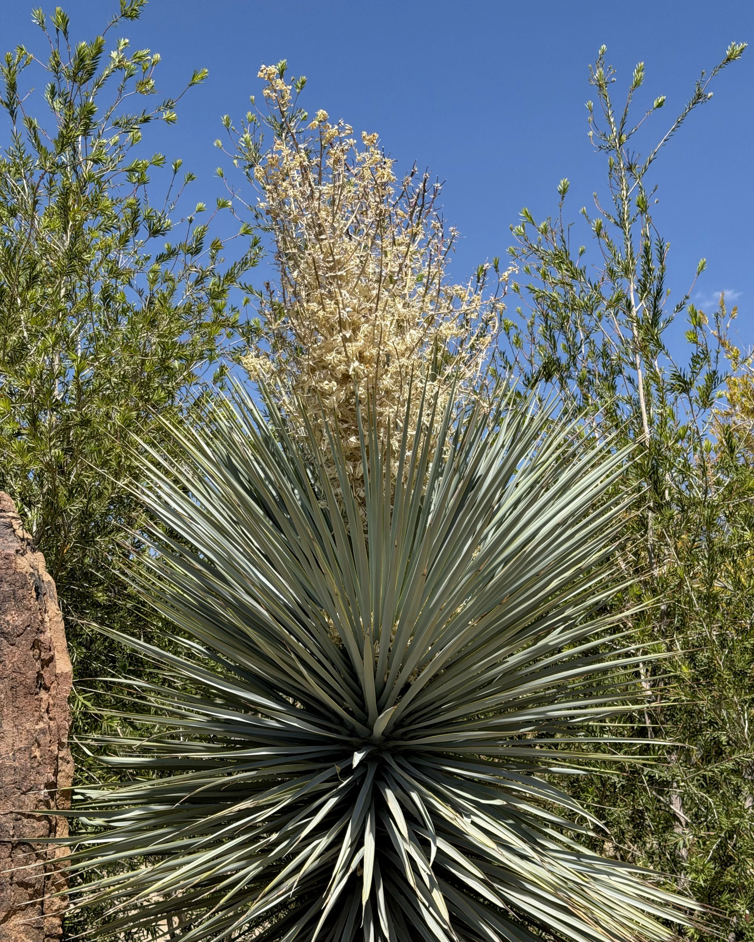Blue yucca
