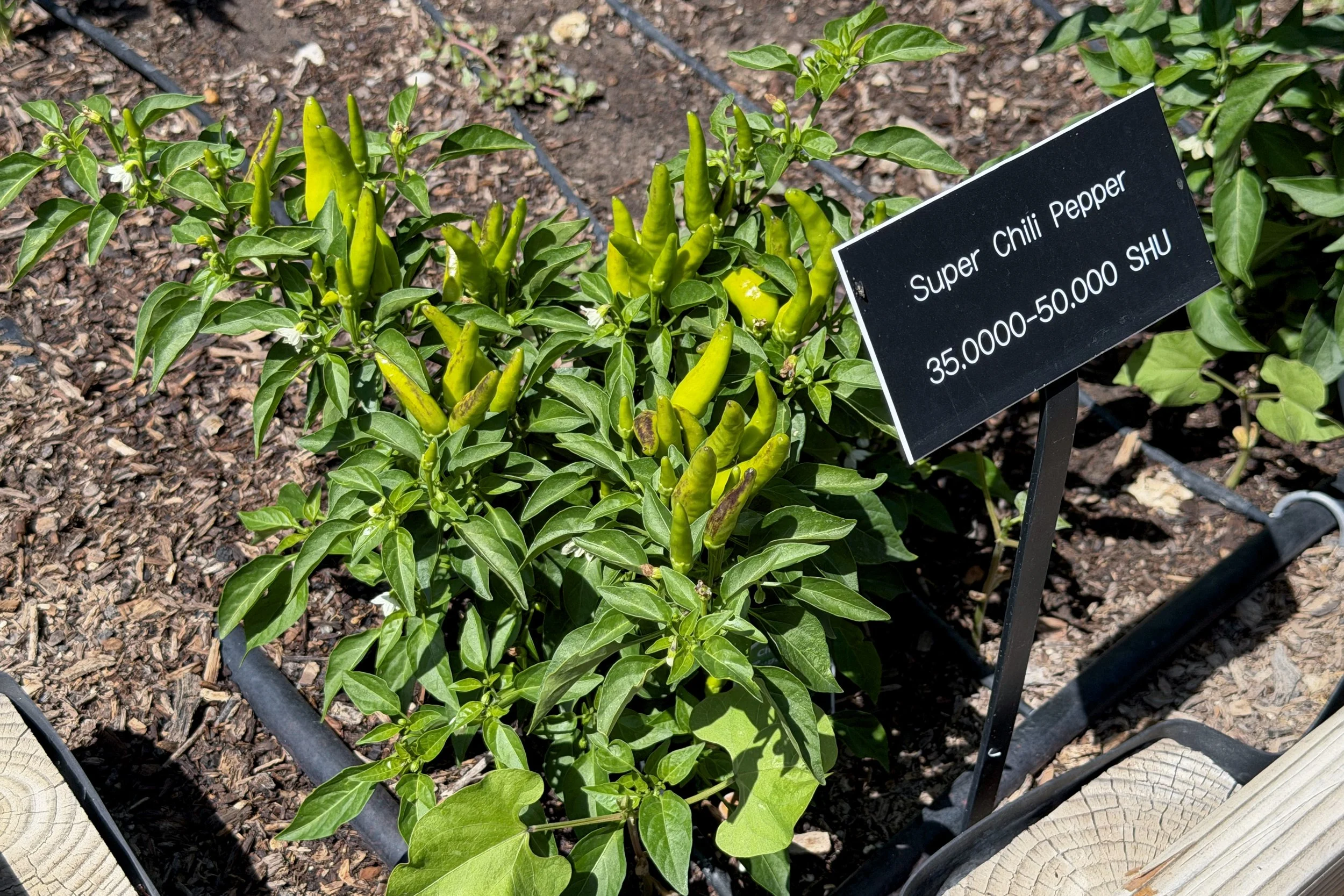 Super chili pepper