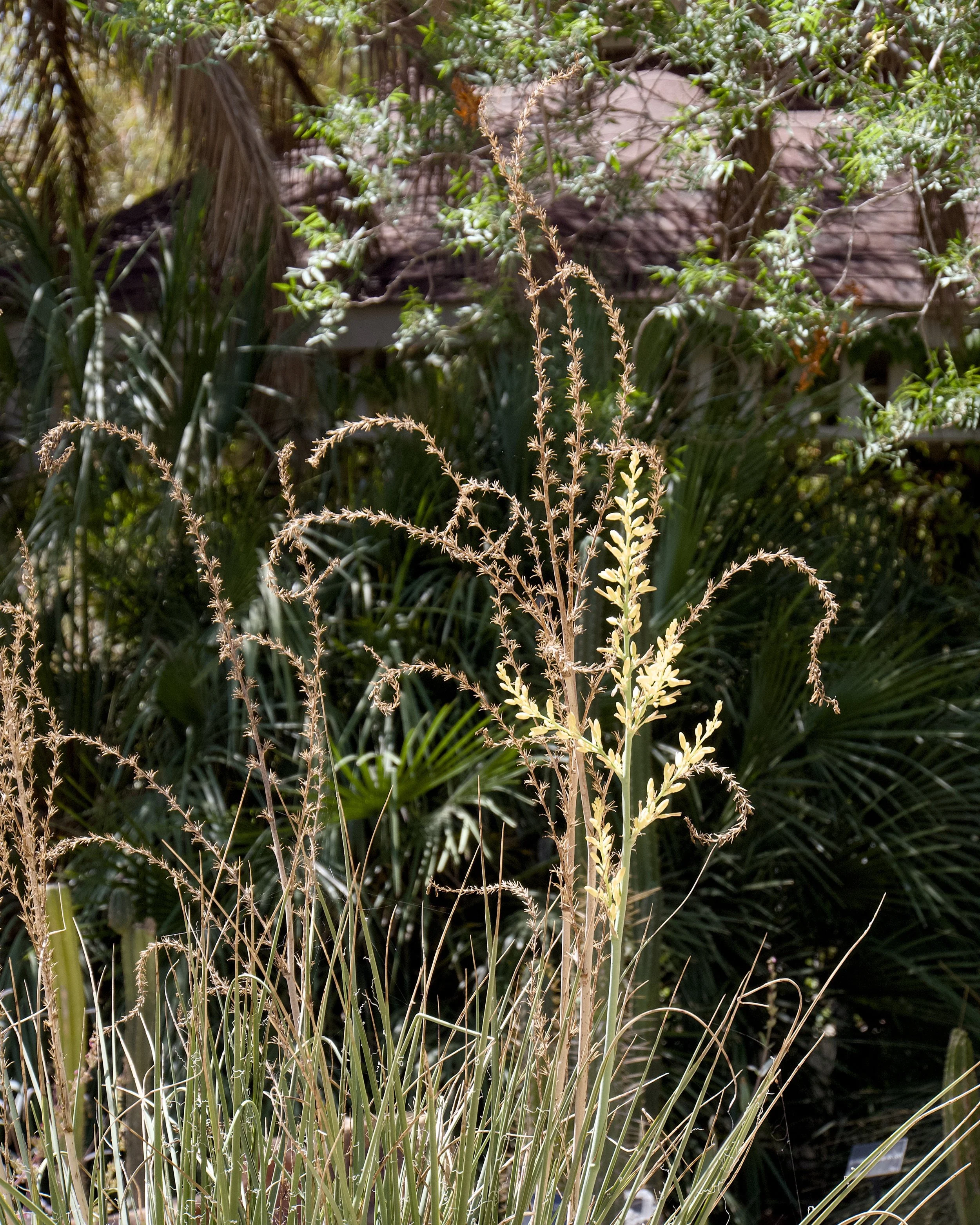 Deer grass