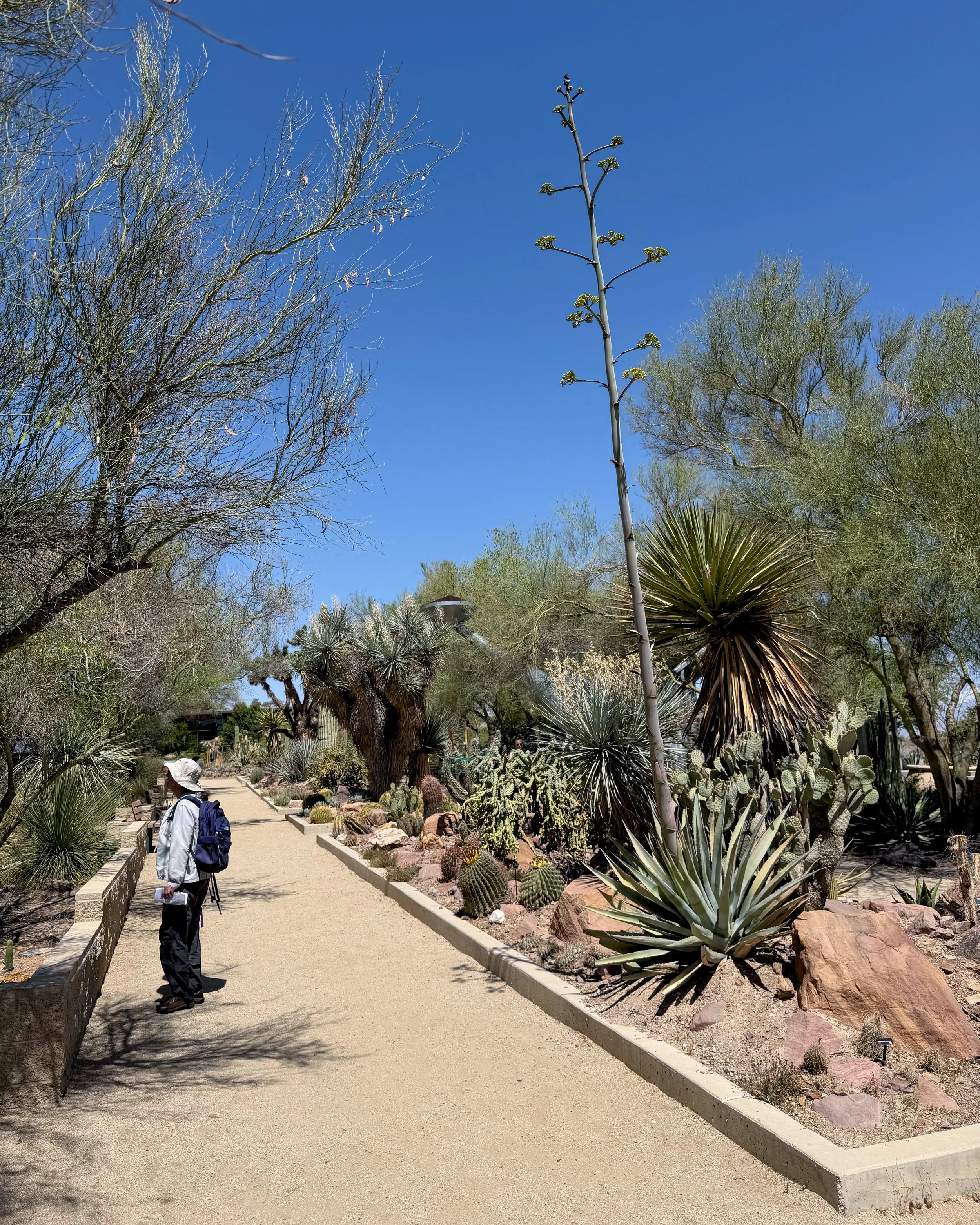 Cactus garden