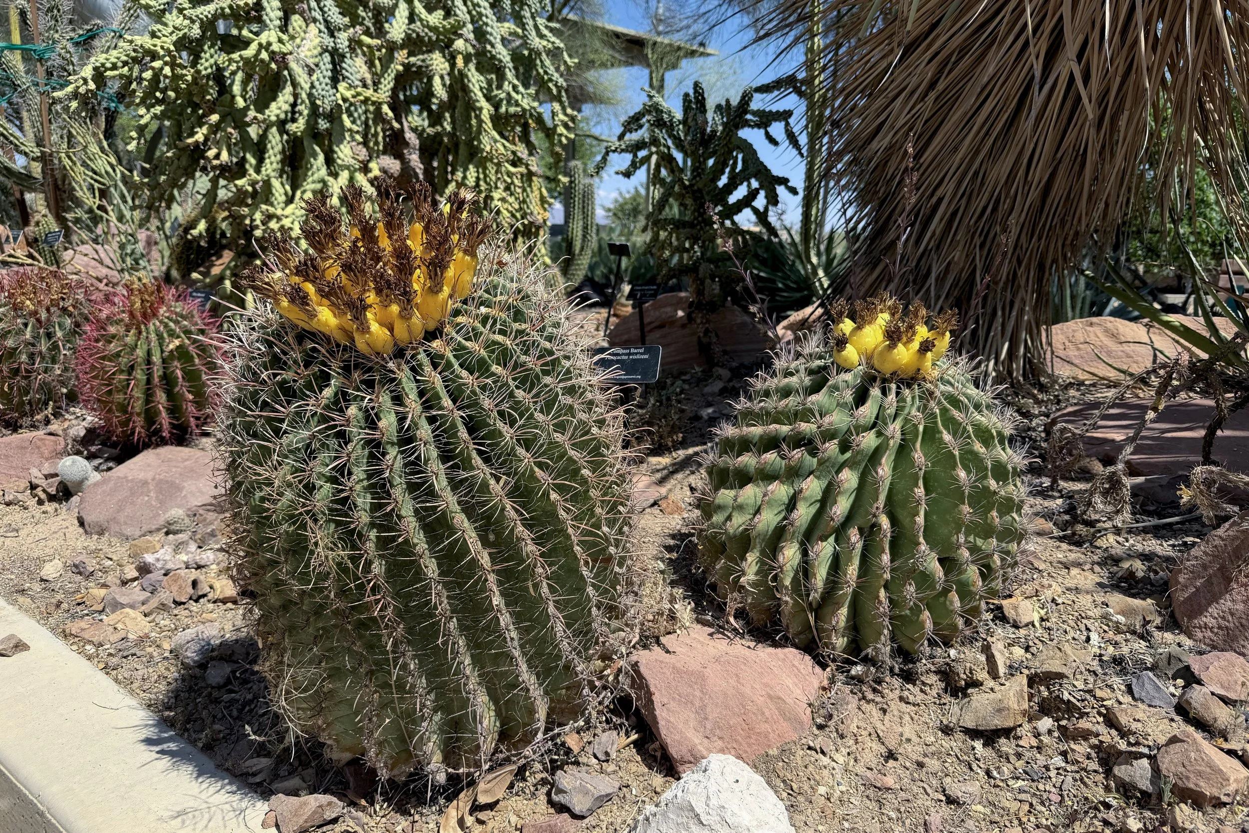 Candy barrel cactus