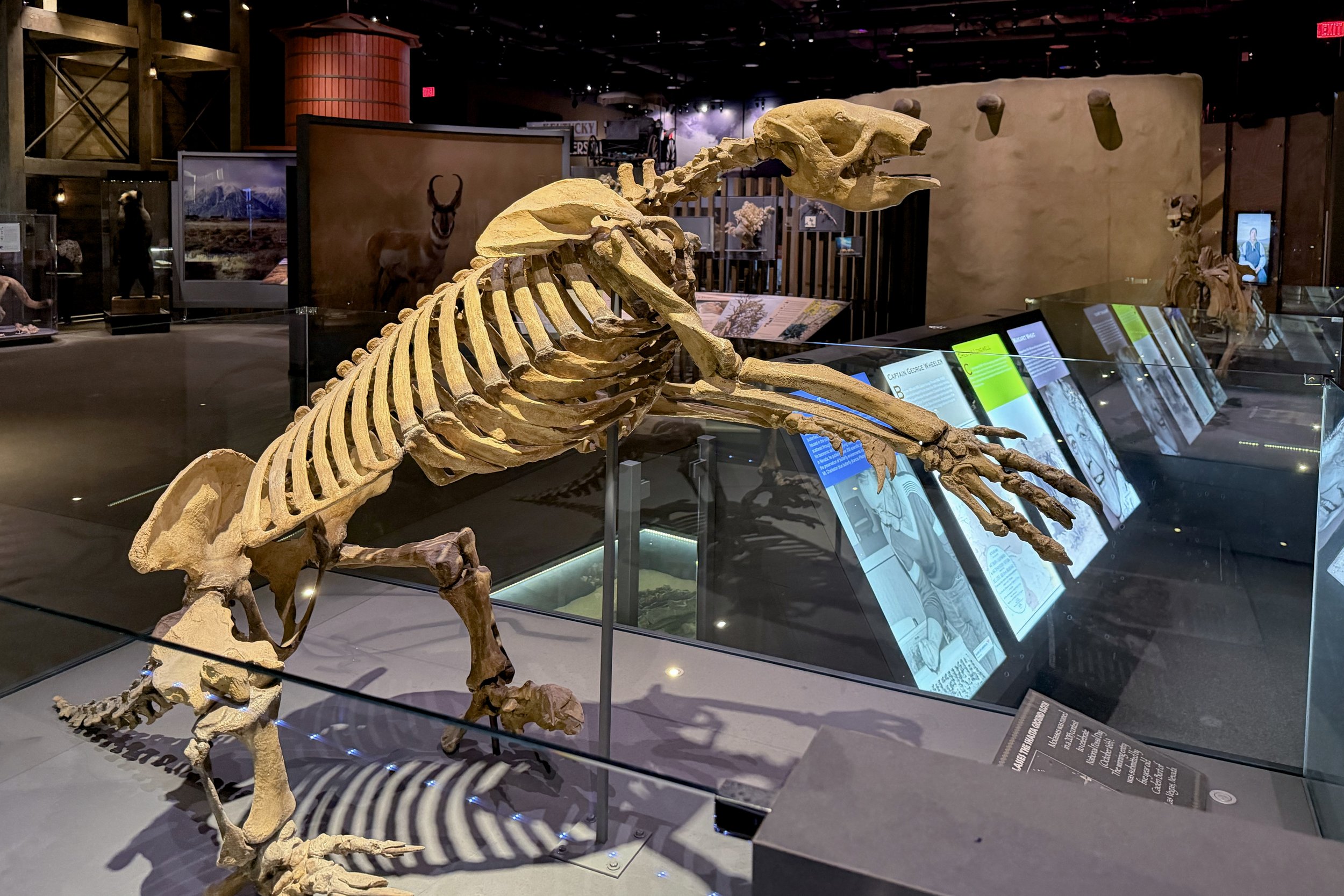 Shasta ground sloth
