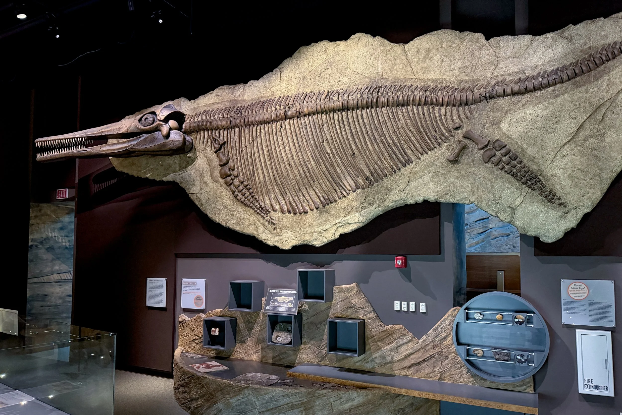 Icthyosaur